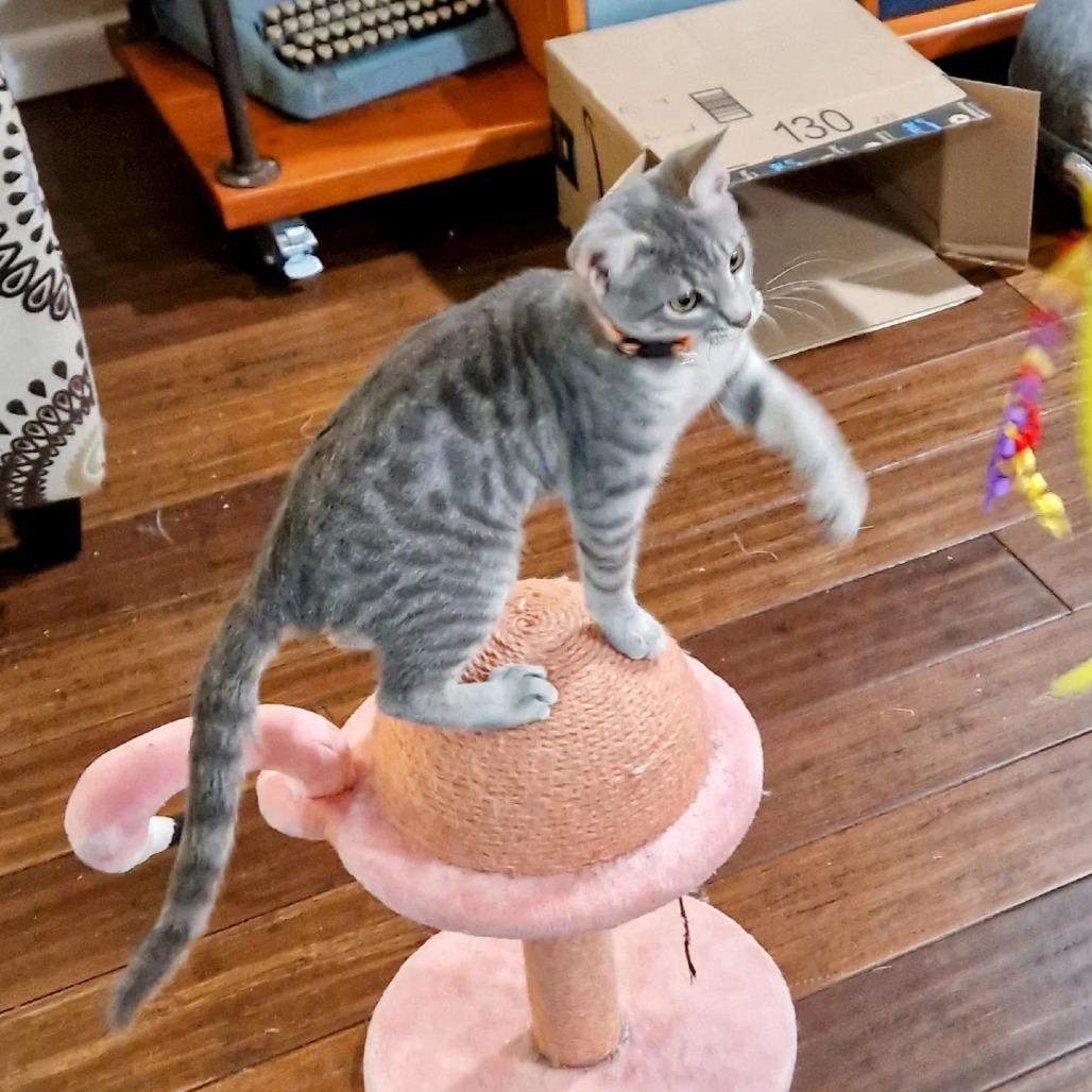 Owl, a Adoptable Domestic Short Hair in Greenwood, MO image 2/3