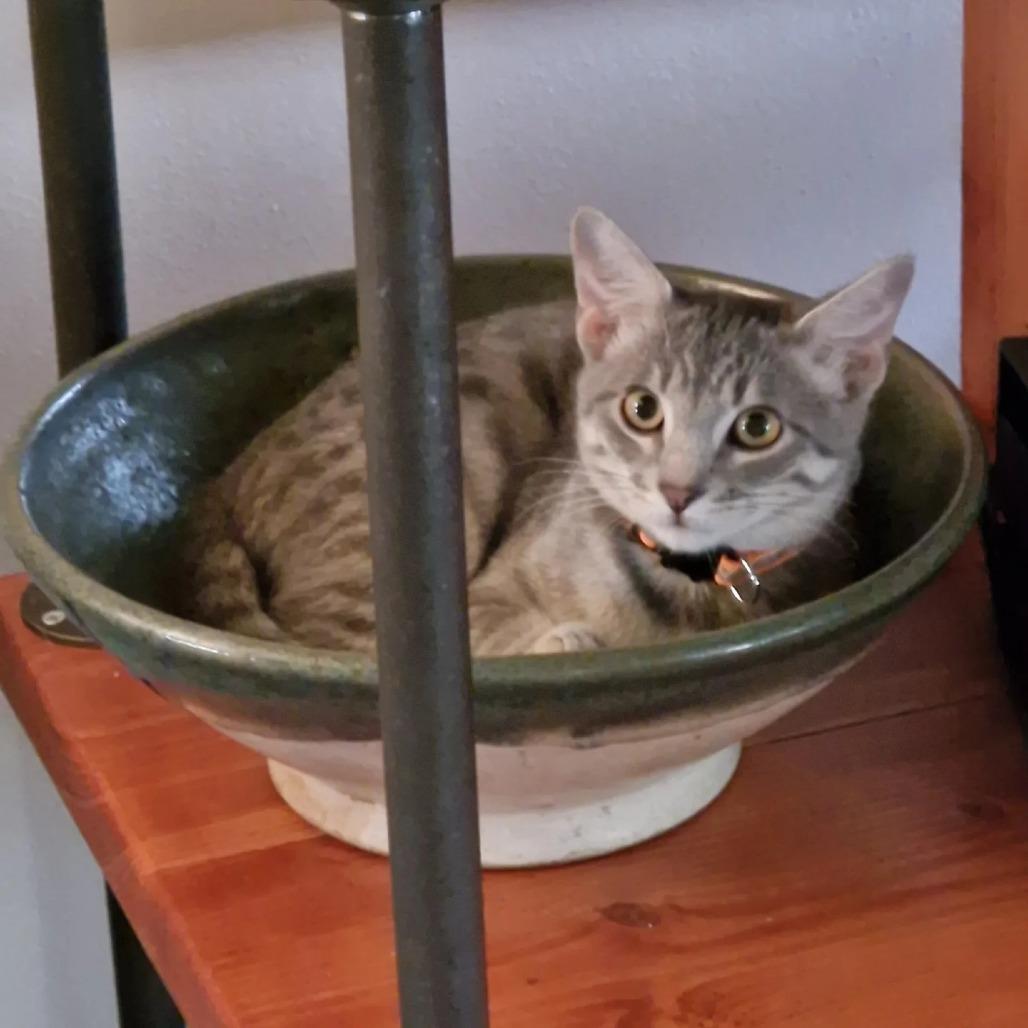 Owl, a Adoptable Domestic Short Hair in Greenwood, MO image 3/3