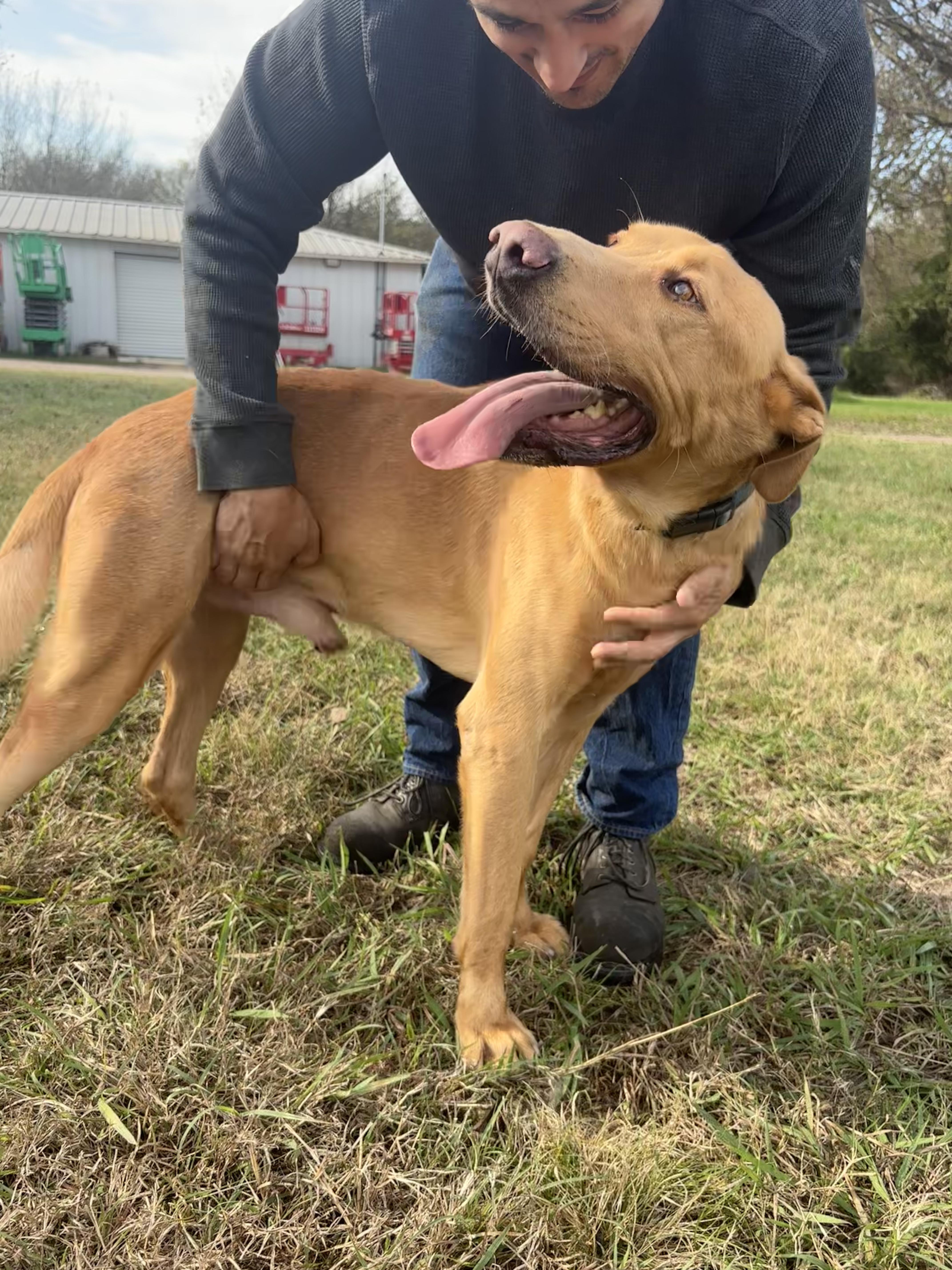Enlarge Turkey, a Adoptable mixed breed in Athens, TX image 5/5