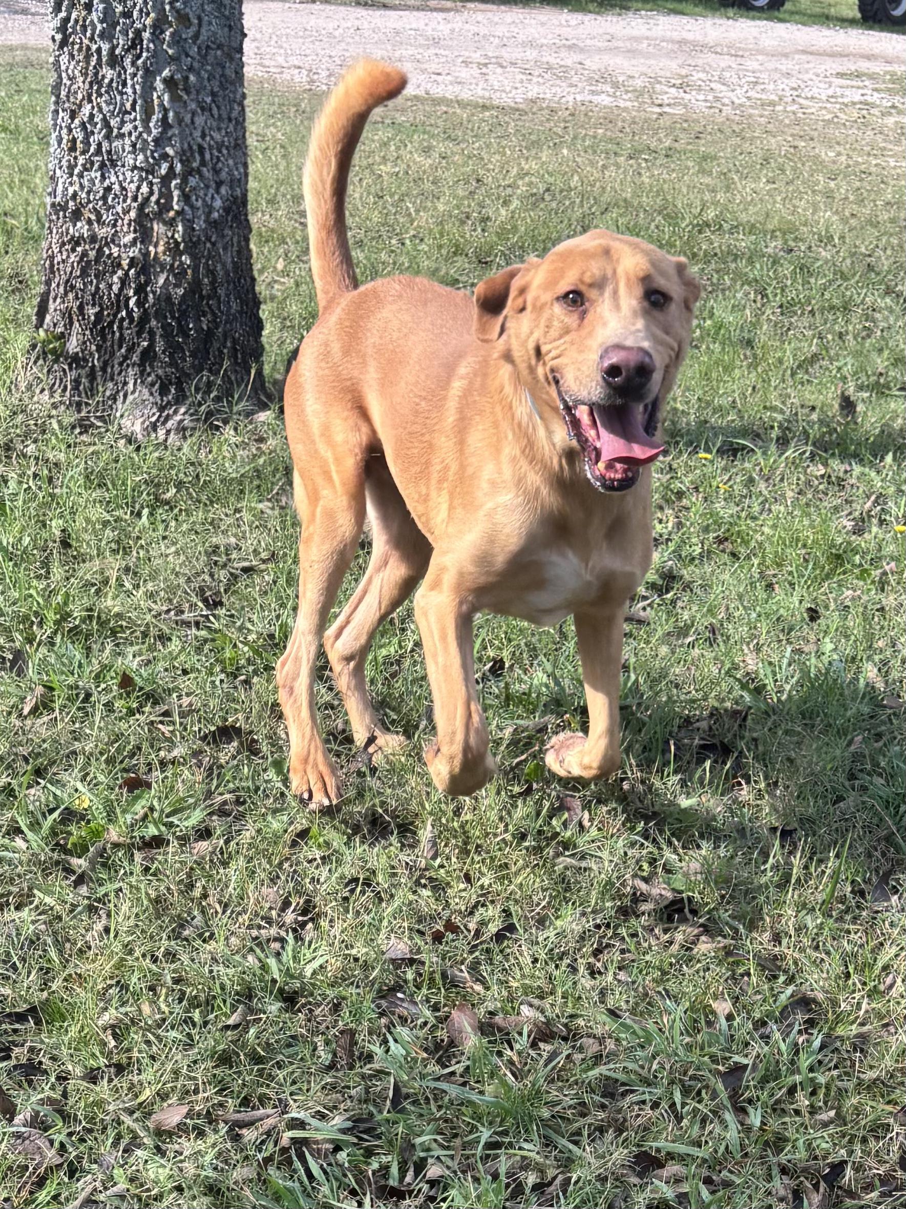 Enlarge Turkey, a Adoptable mixed breed in Athens, TX image 4/5