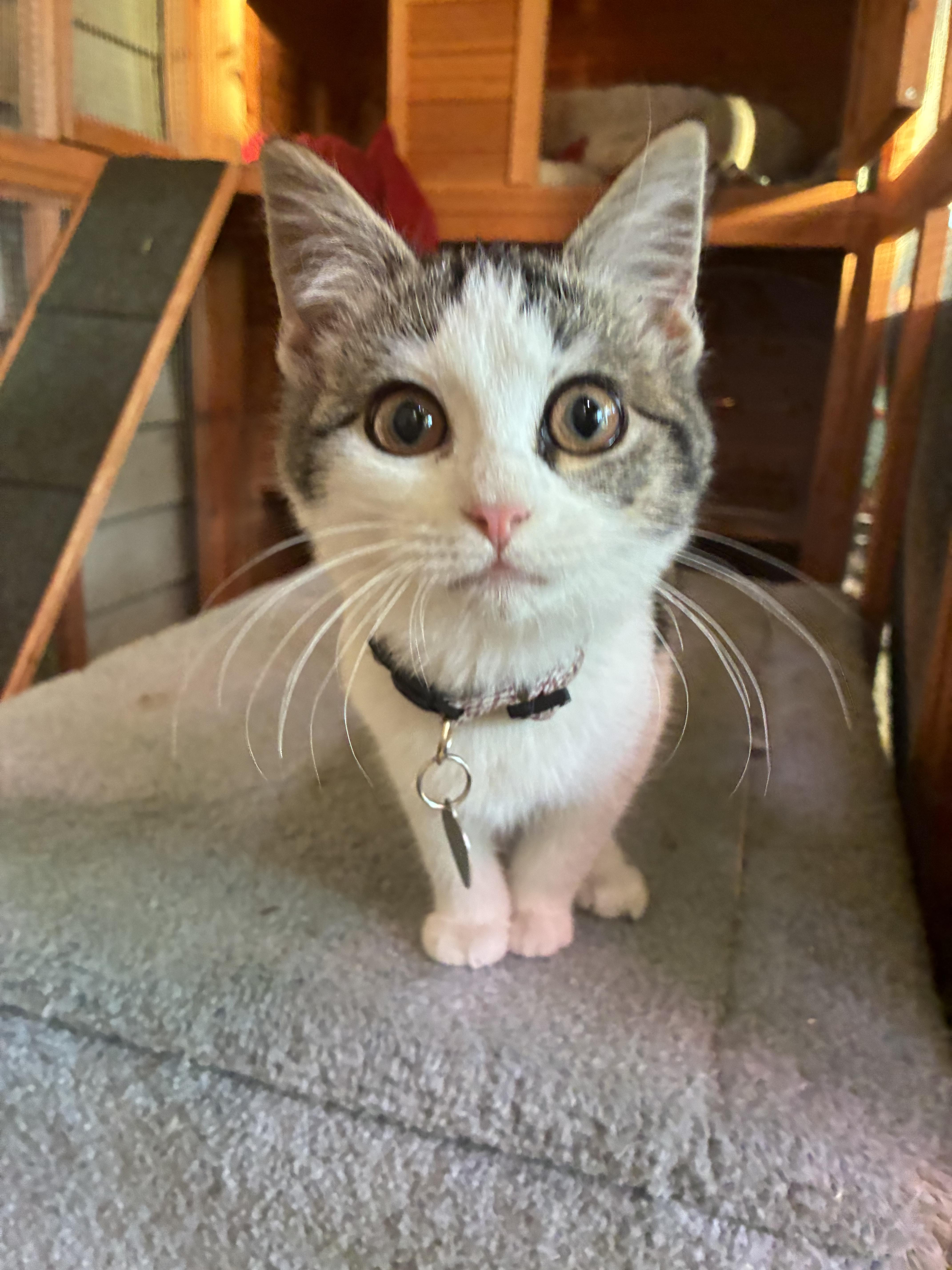 Pocohontas, Adoptable, Kitten Female Domestic Short Hair.