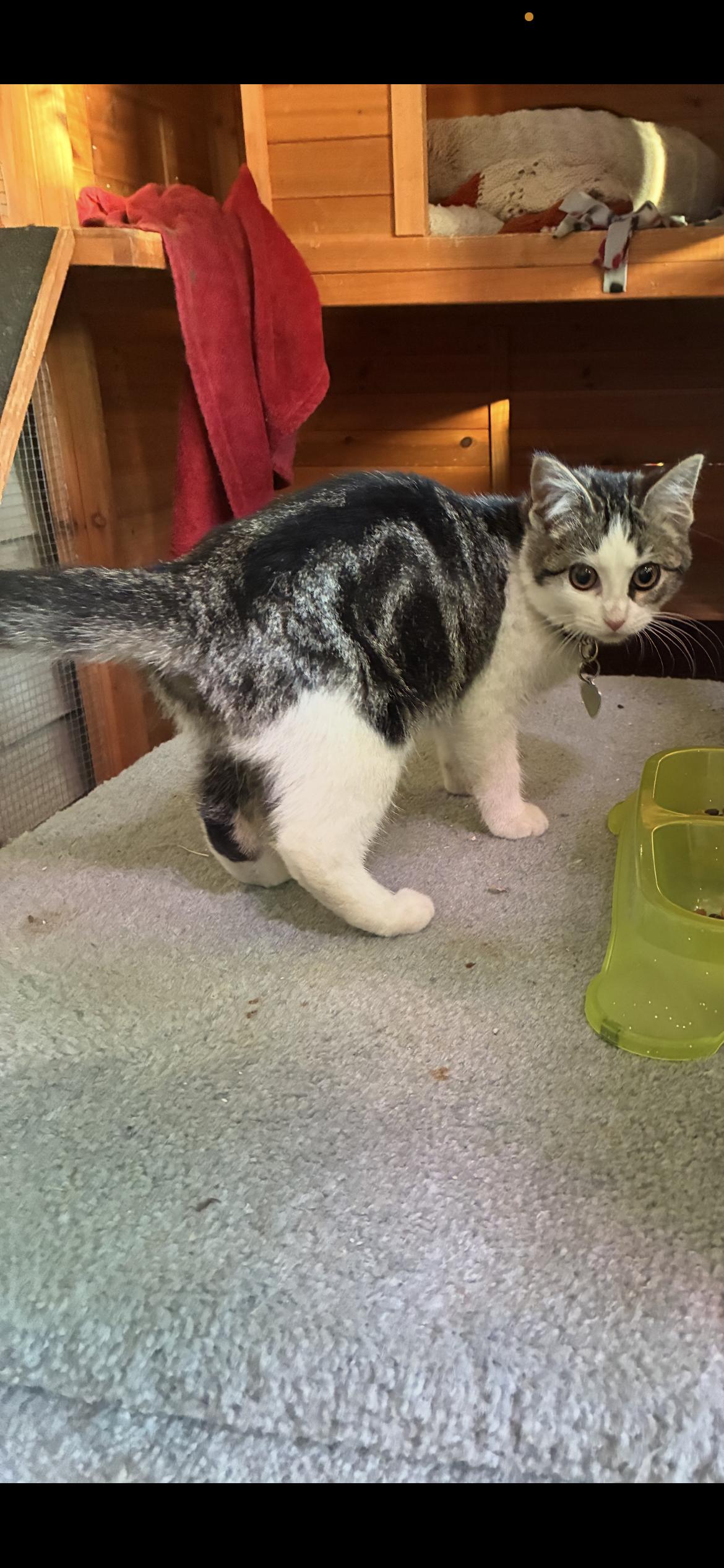 Enlarge Pocohontas, a Adoptable mixed breed in Saint Louis, MO image 2/2