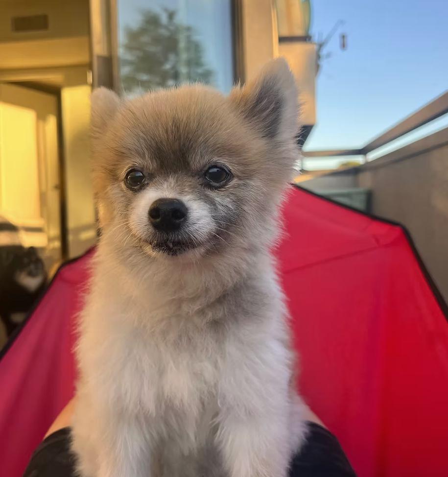 Lasso, Adoptable, Senior Female Pomeranian.