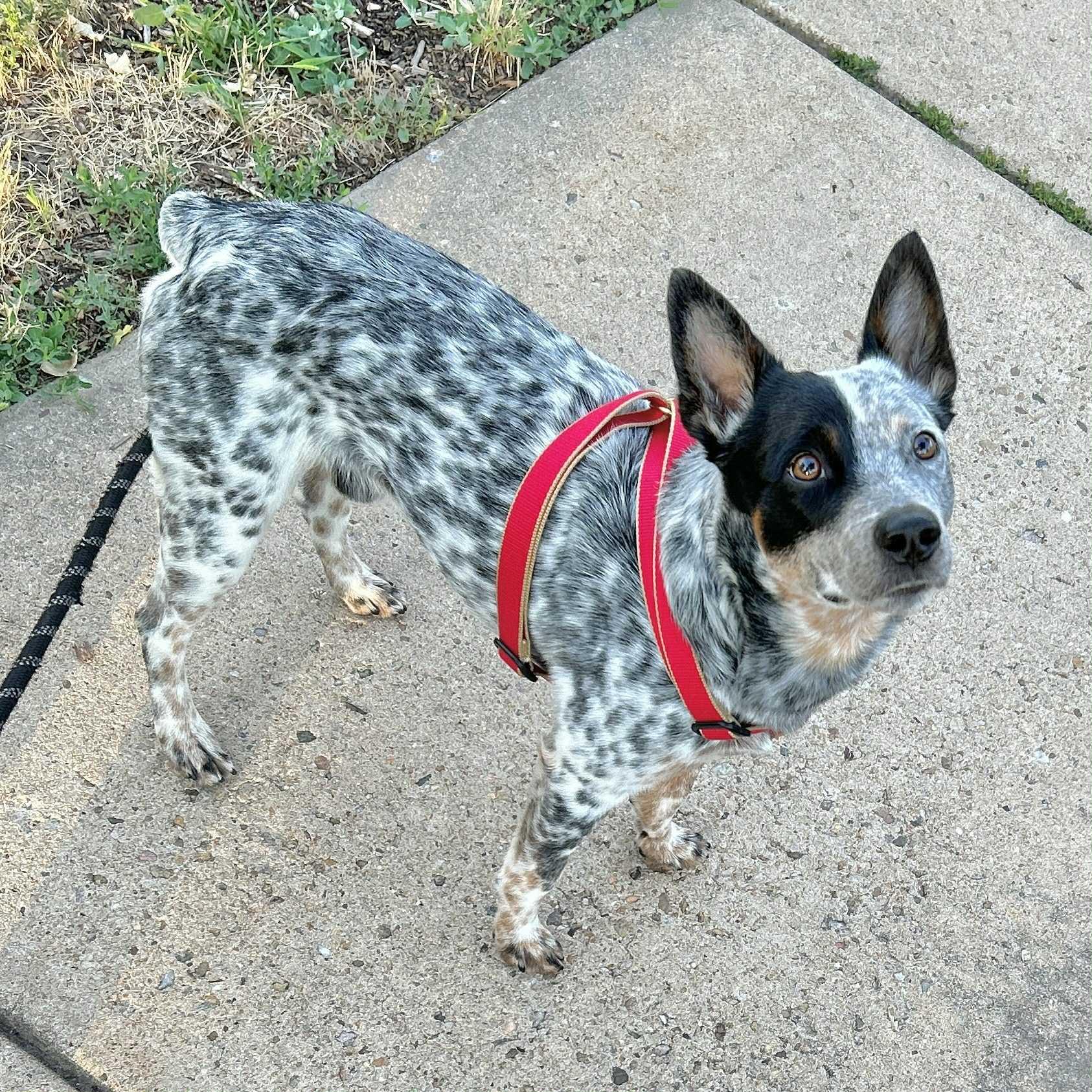 Wilbur