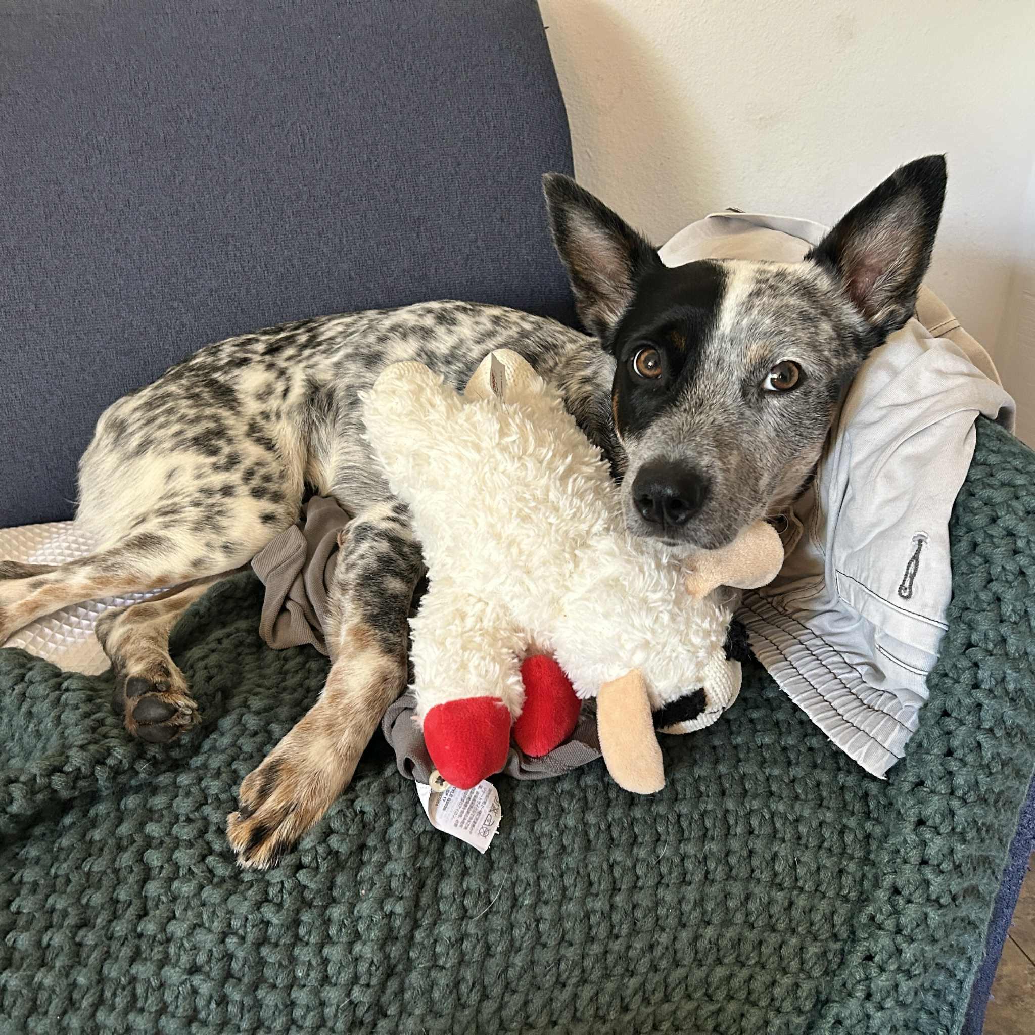 Wilbur
