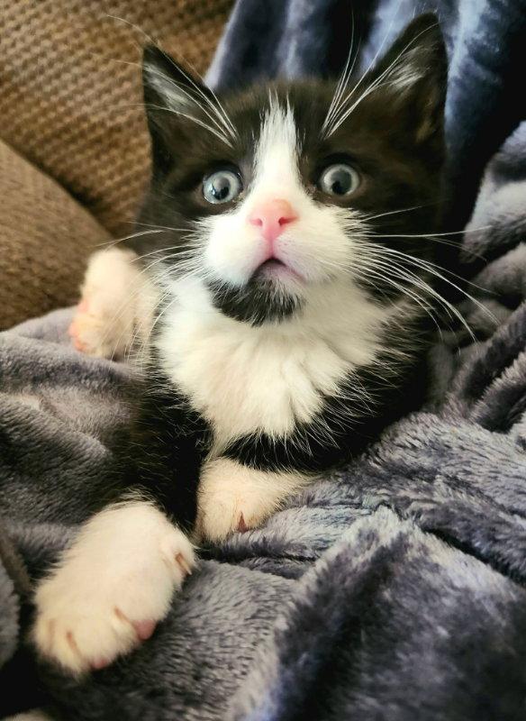 Mochi, Adopted, Young Female American Bobtail & Tuxedo.