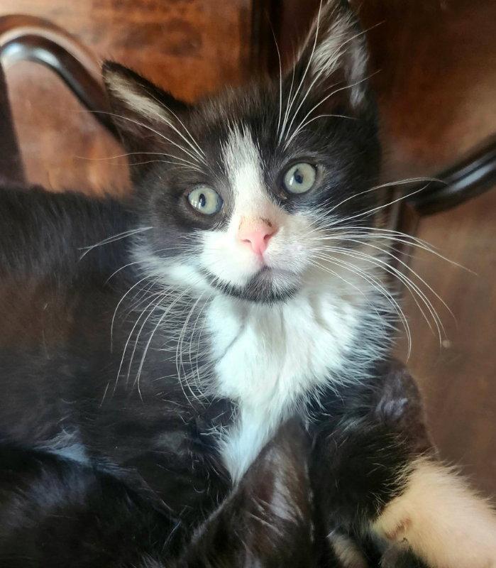 Mochi, a Adopted mixed breed in Knoxville, TN image 2/3