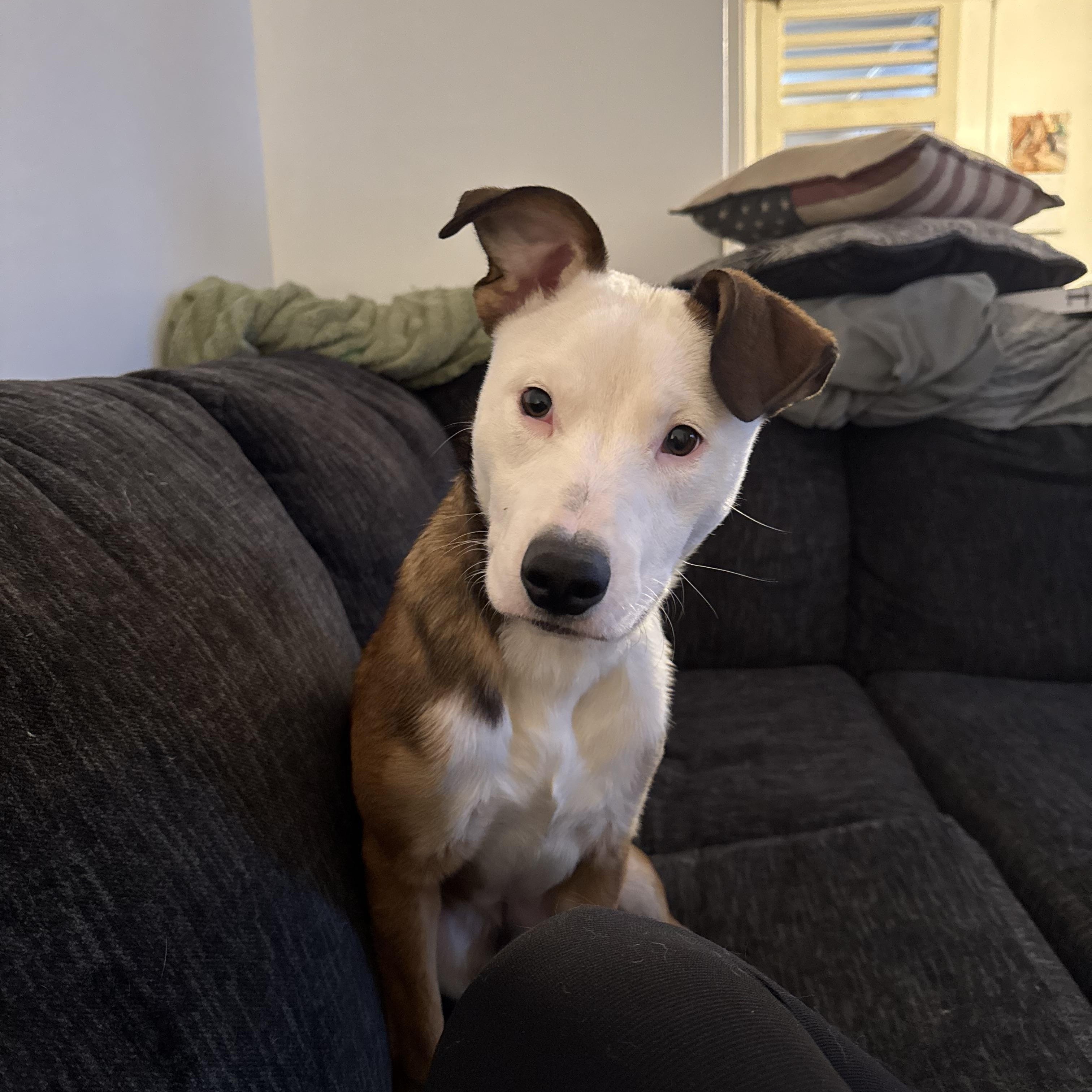 Dozer, a ADOPTABLE mixed breed in Bristol, VT image 3/3