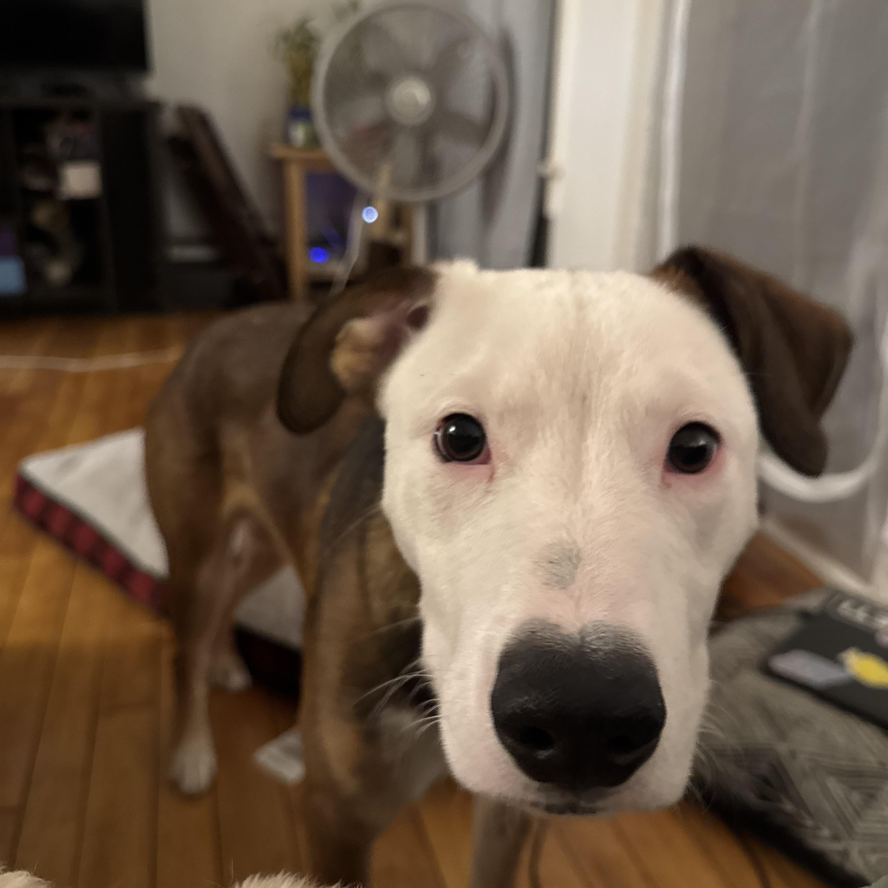 Dozer, a ADOPTABLE mixed breed in Bristol, VT image 2/3