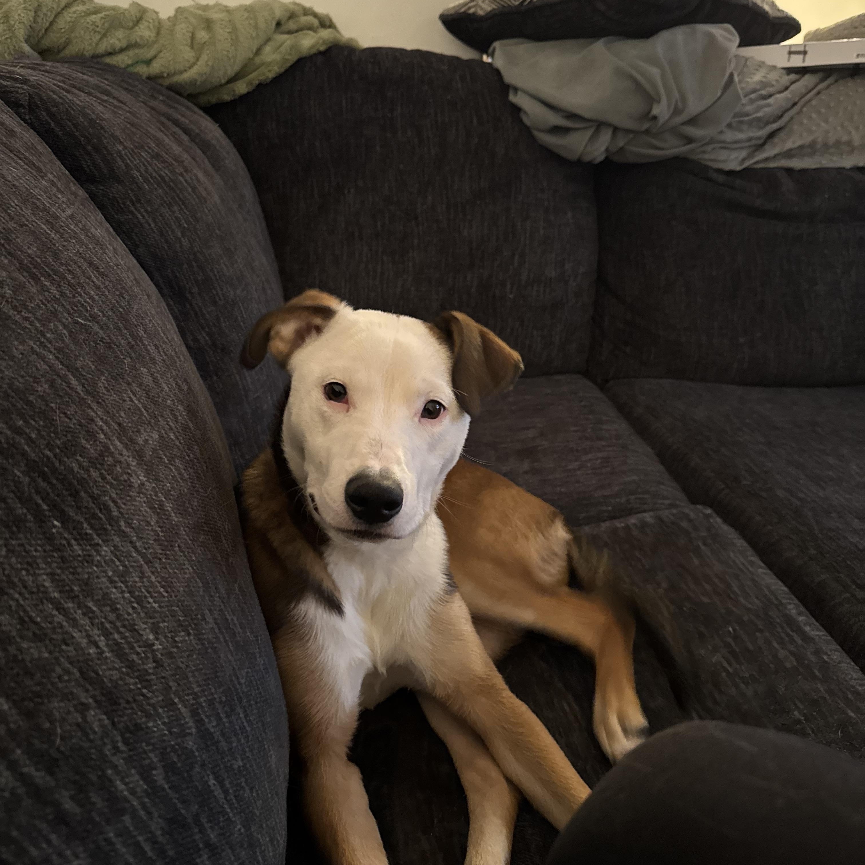 Dozer, ADOPTABLE, Young Male Pit Bull Terrier.