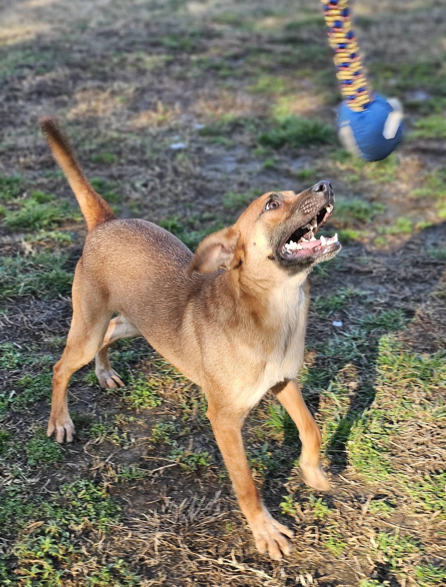 Topper, a Adoptable Terrier in Fort Payne, AL image 6/6
