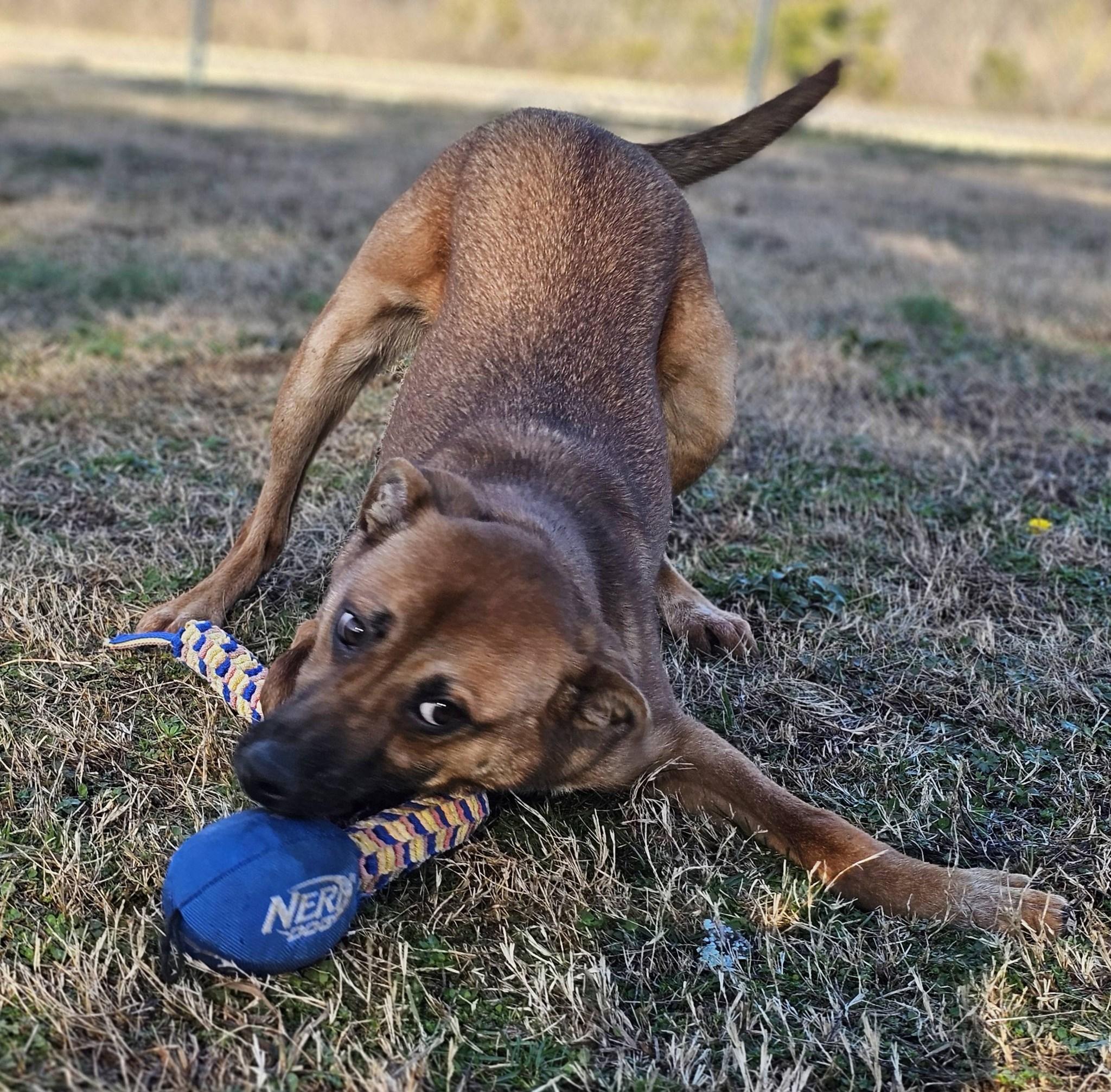 Topper, a Adoptable Terrier in Fort Payne, AL image 5/6