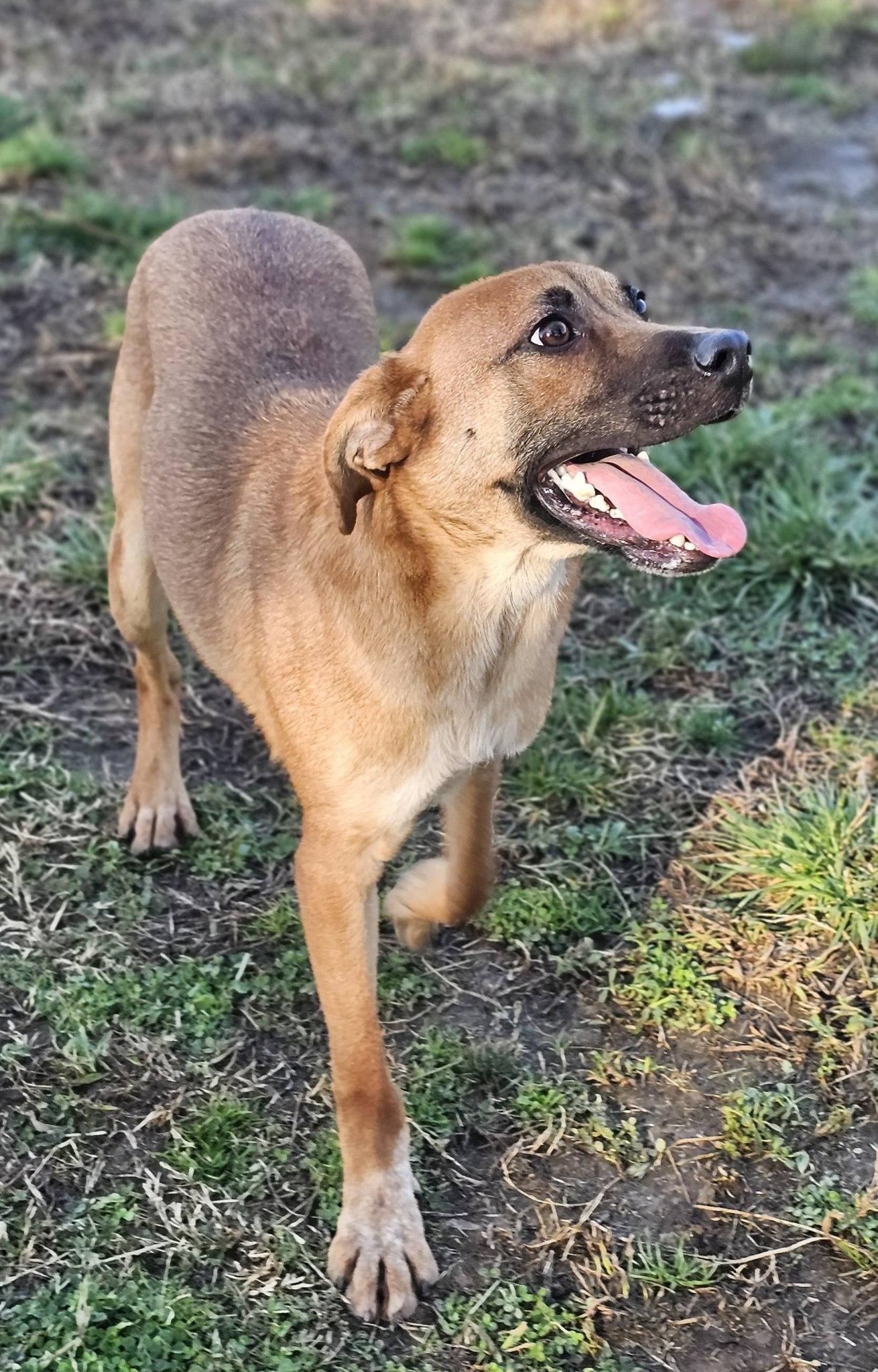Topper, a Adoptable Terrier in Fort Payne, AL image 4/6