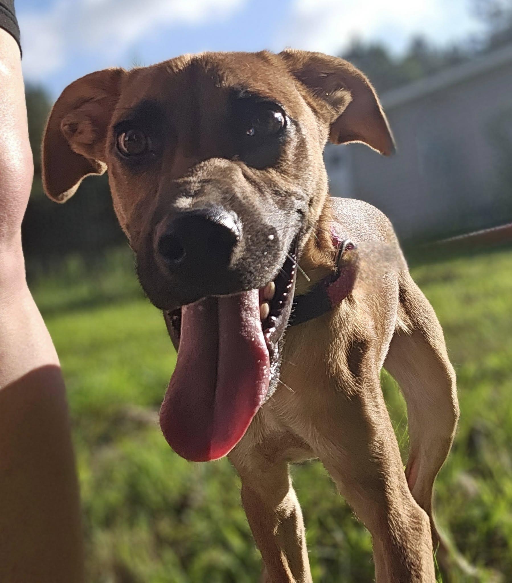 Topper, Adoptable, Young Male Terrier.
