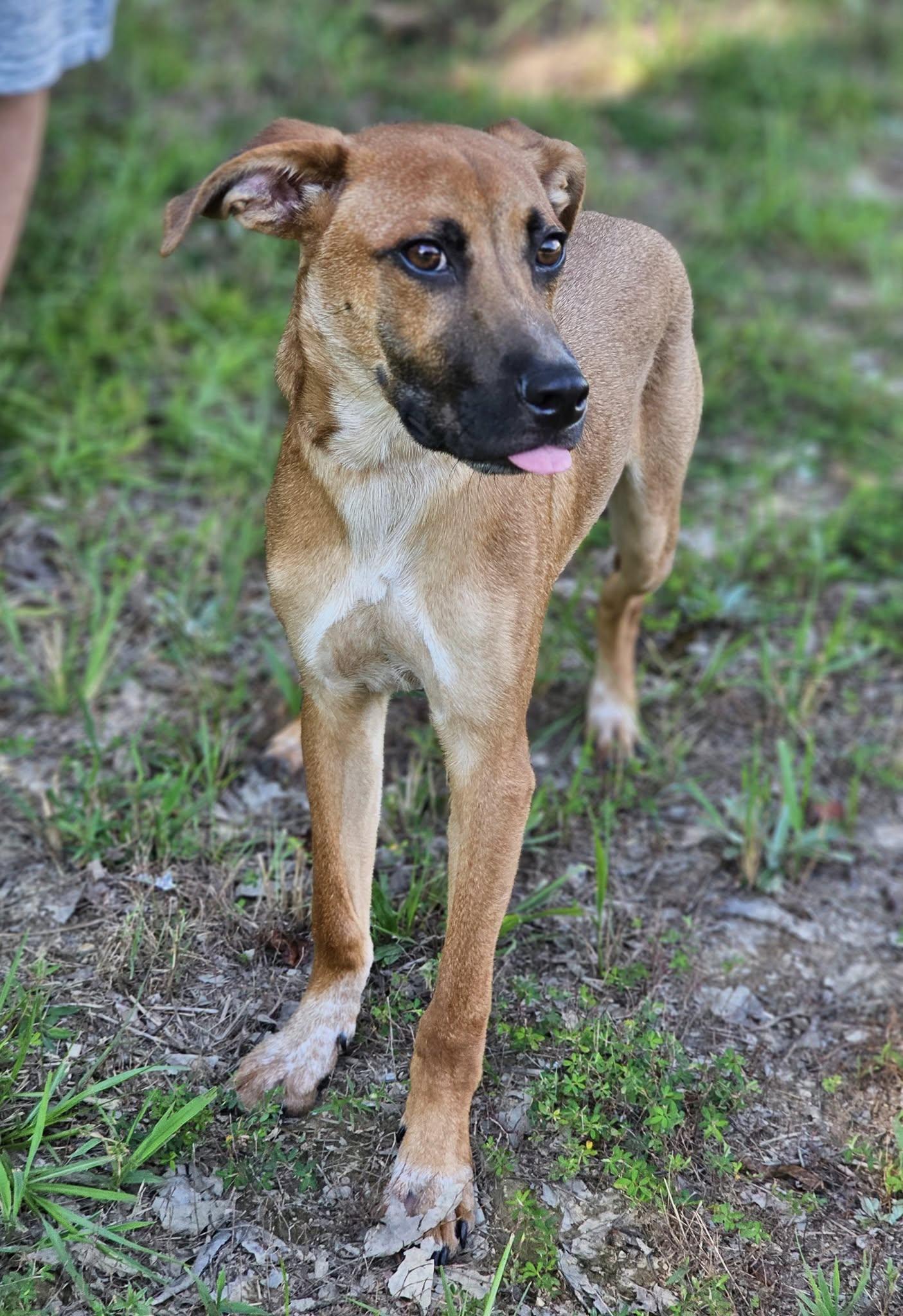 Topper, a Adoptable Terrier in Fort Payne, AL image 2/4