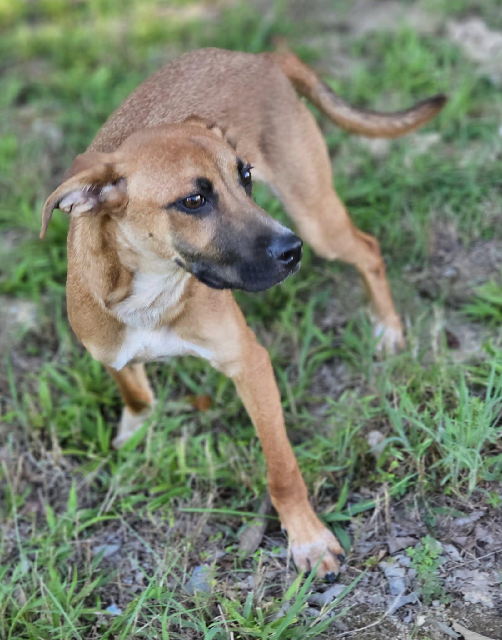 Topper, Adoptable, Young Male Terrier.