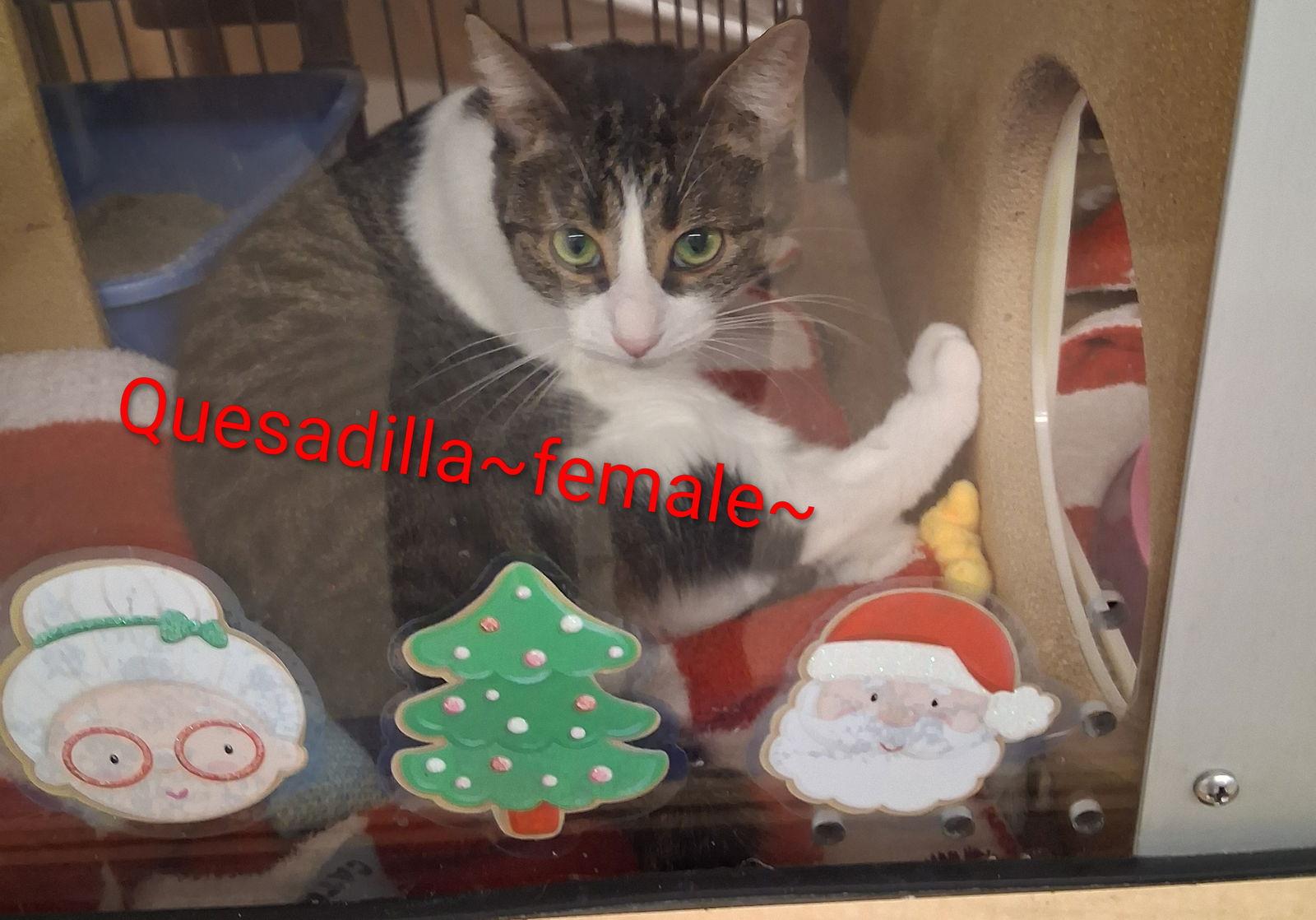 Quesadilla thumbnail 2