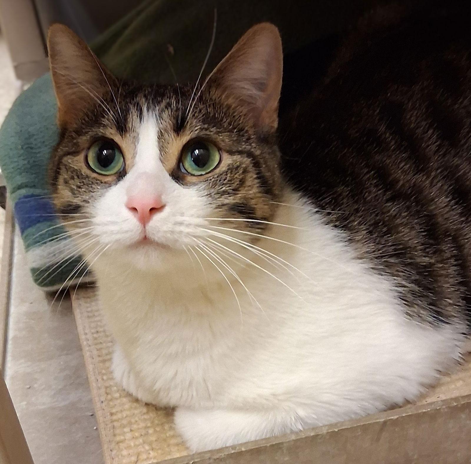 Quesadilla thumbnail 3