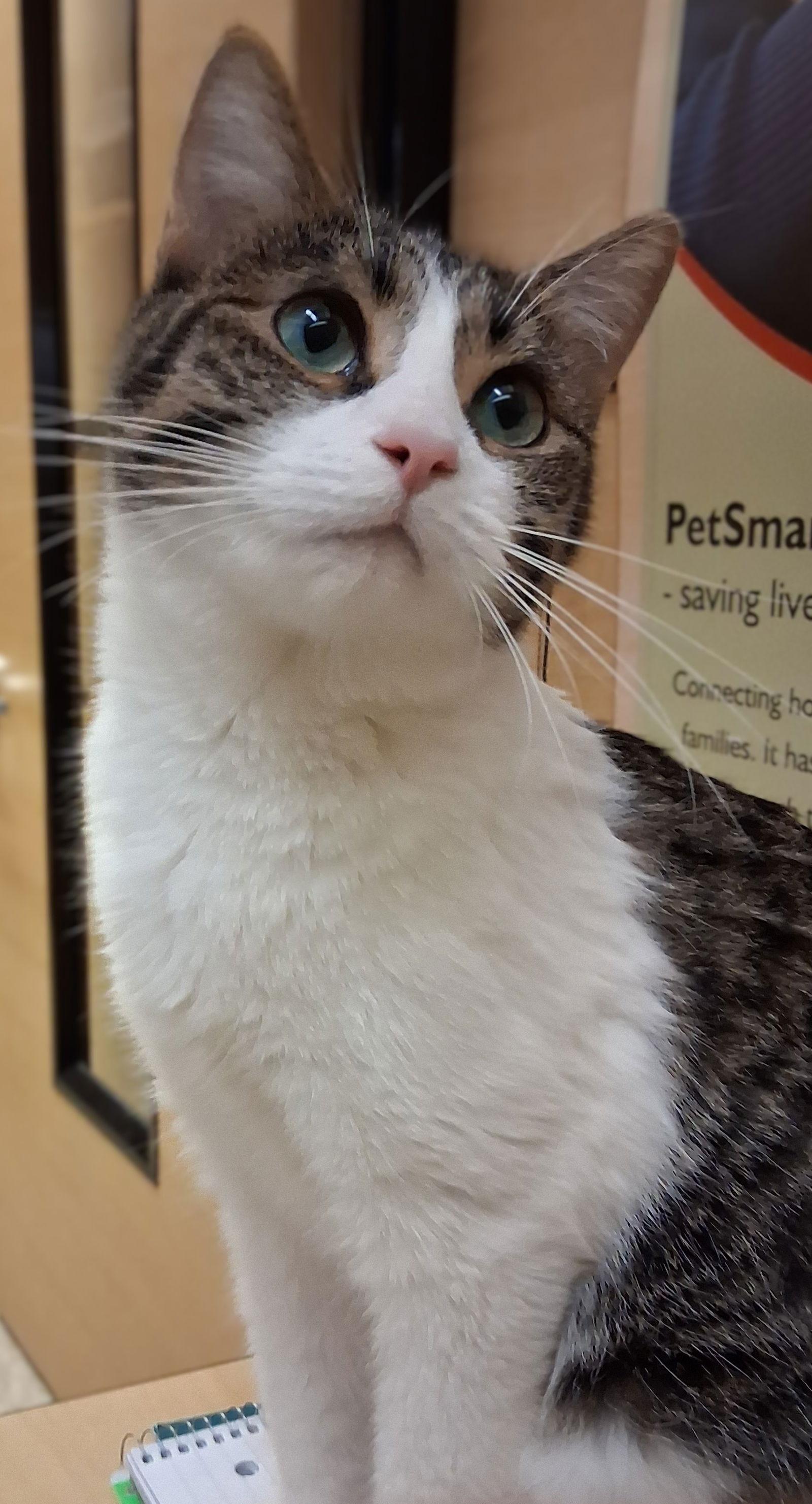 Quesadilla thumbnail 4