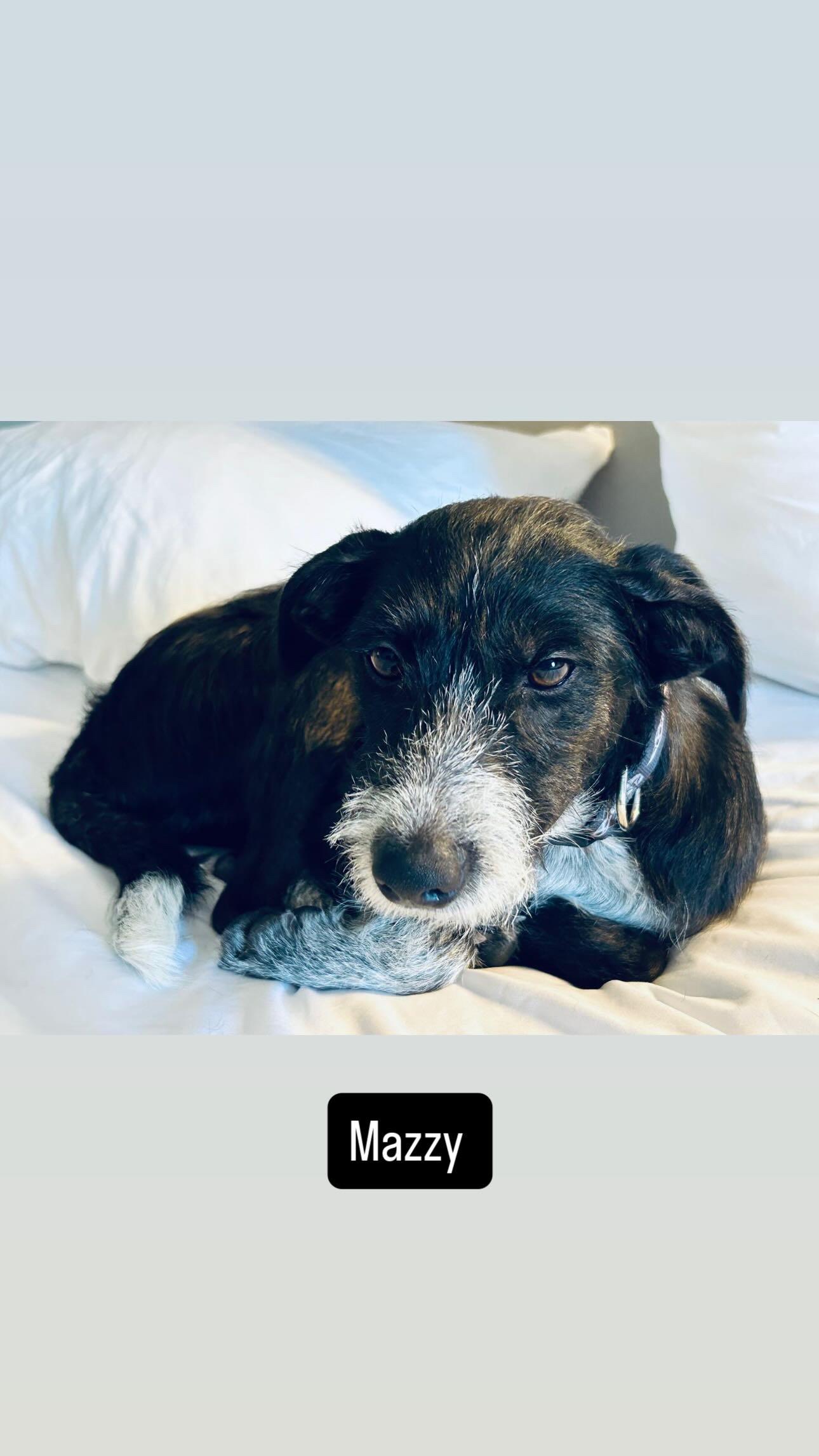 Enlarge Estella, an adopted mixed breed in North Hollywood, CA image 2/5