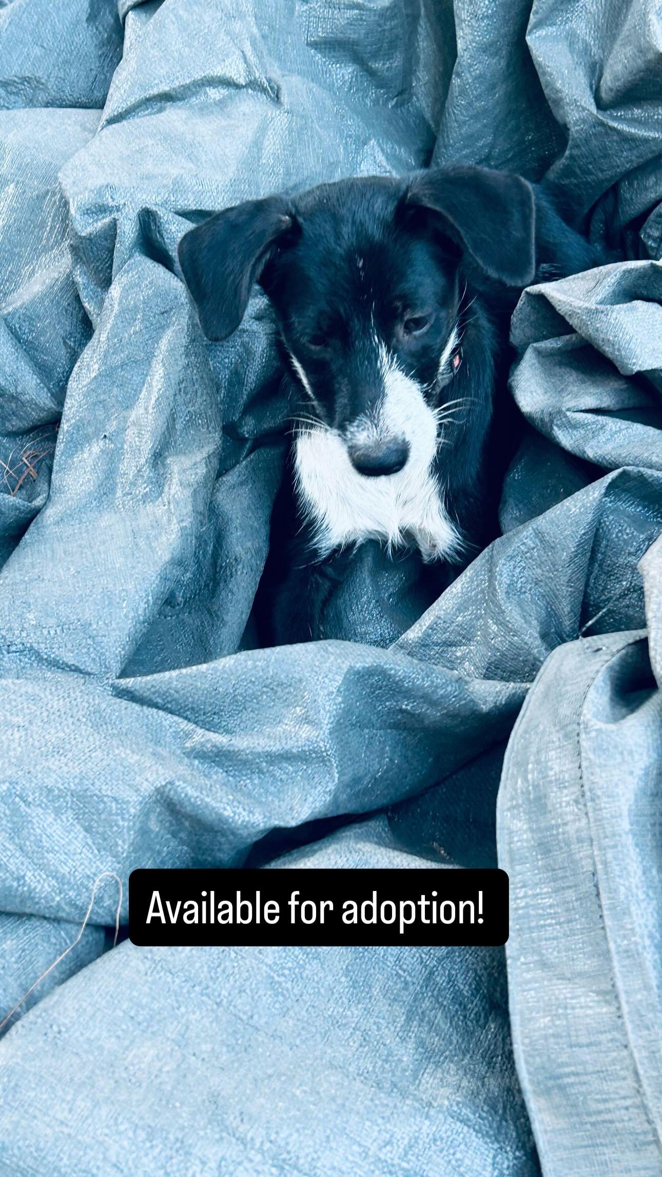 Enlarge Estella, an adopted mixed breed in North Hollywood, CA image 5/5