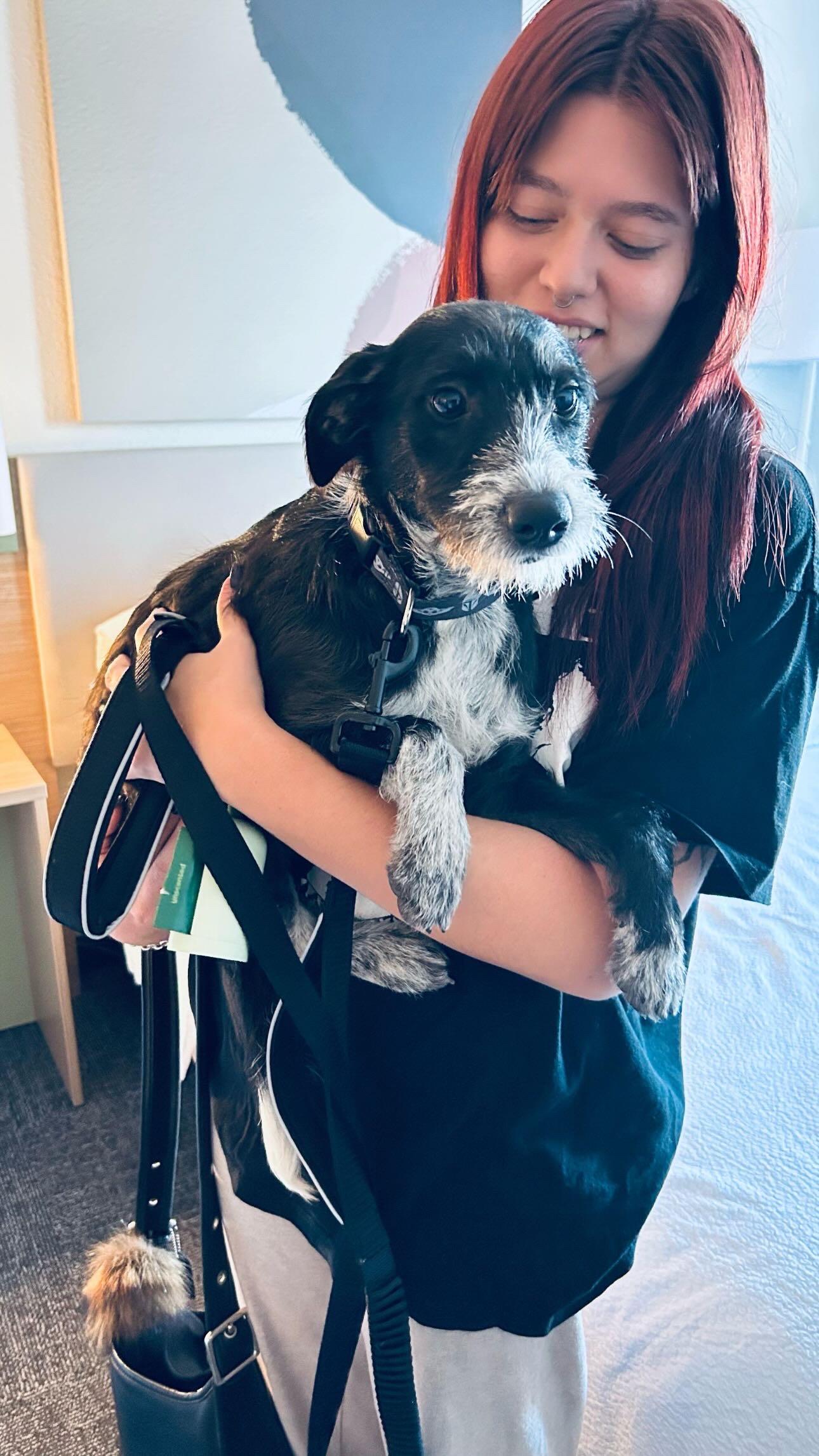 Estella, adopted, Young Female Shepherd & Mixed Breed.