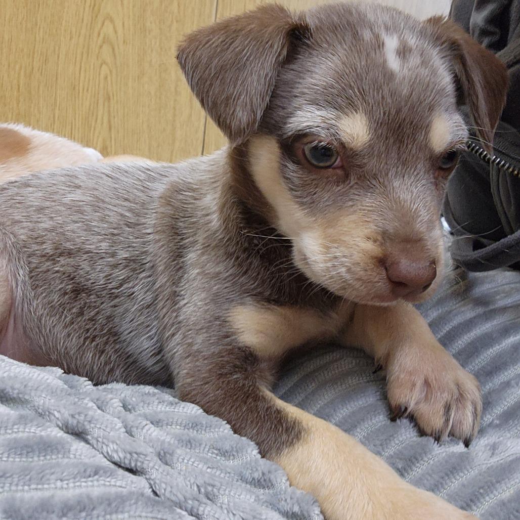 Fizz, Adoptable, Puppy Female Cattle Dog.