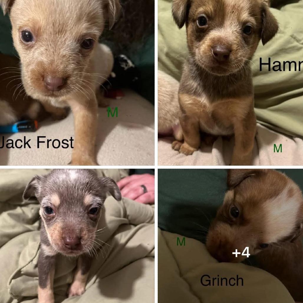 Enlarge Fizz, a Adoptable Cattle Dog in Springboro, OH image 2/3