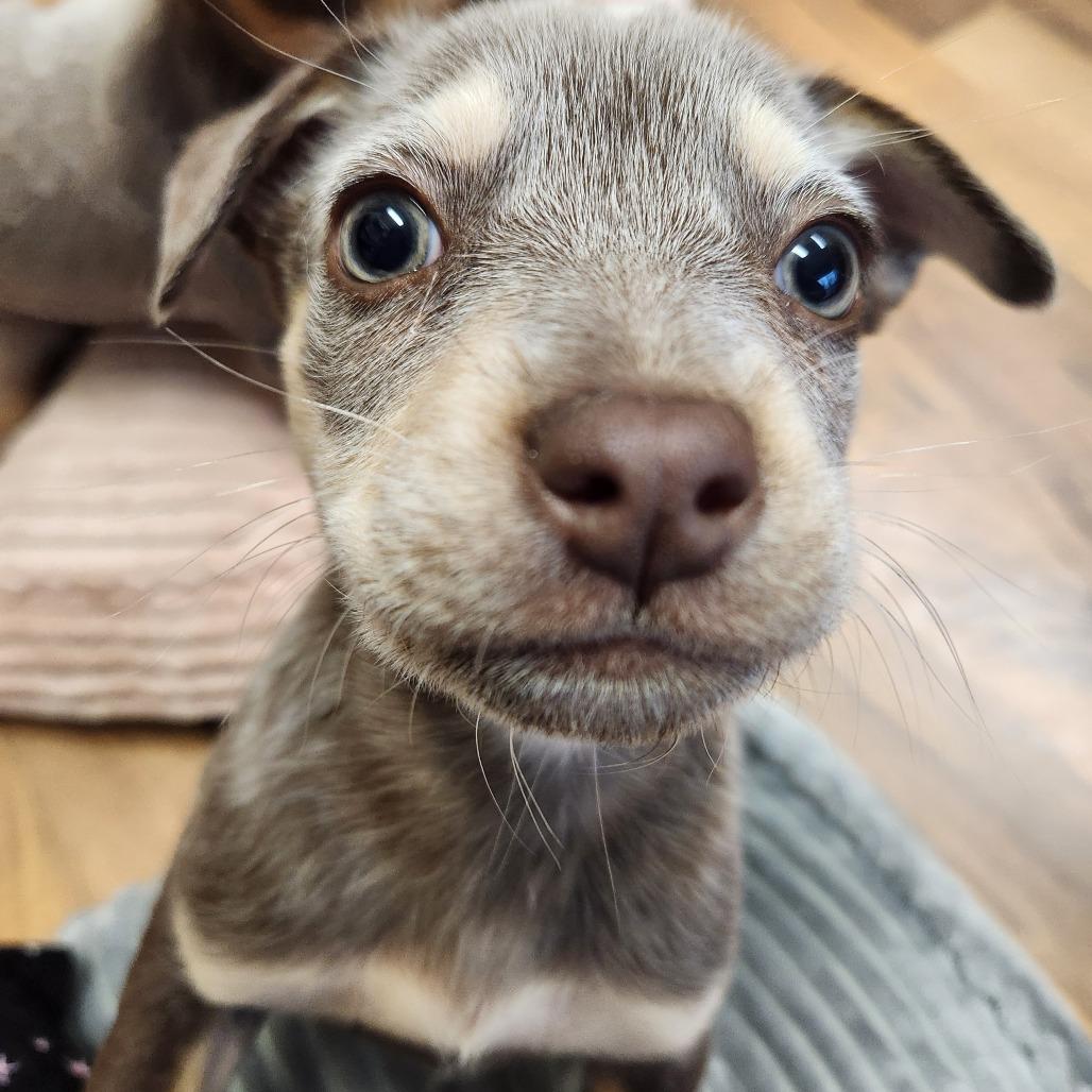Enlarge Fizz, a Adoptable Cattle Dog in Springboro, OH image 3/3