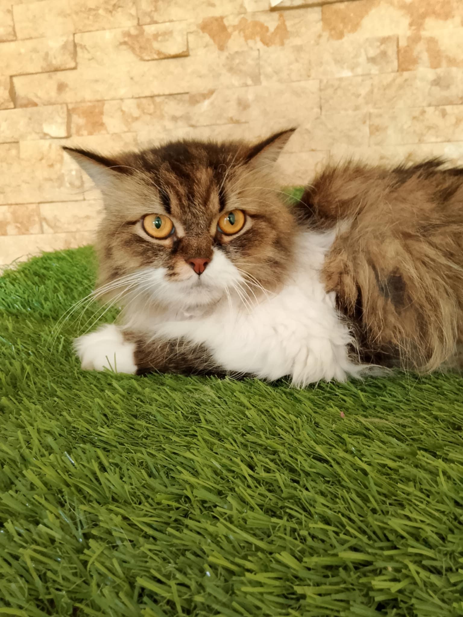 Ferry, an adoptable Persian in Woodbridge, ON, L4l 1j7 | Photo Image 2