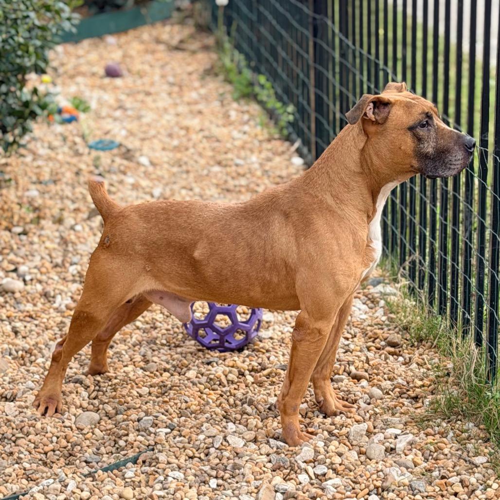 Enlarge Billy, a Adoptable mixed breed in Columbus, GA image 1/6