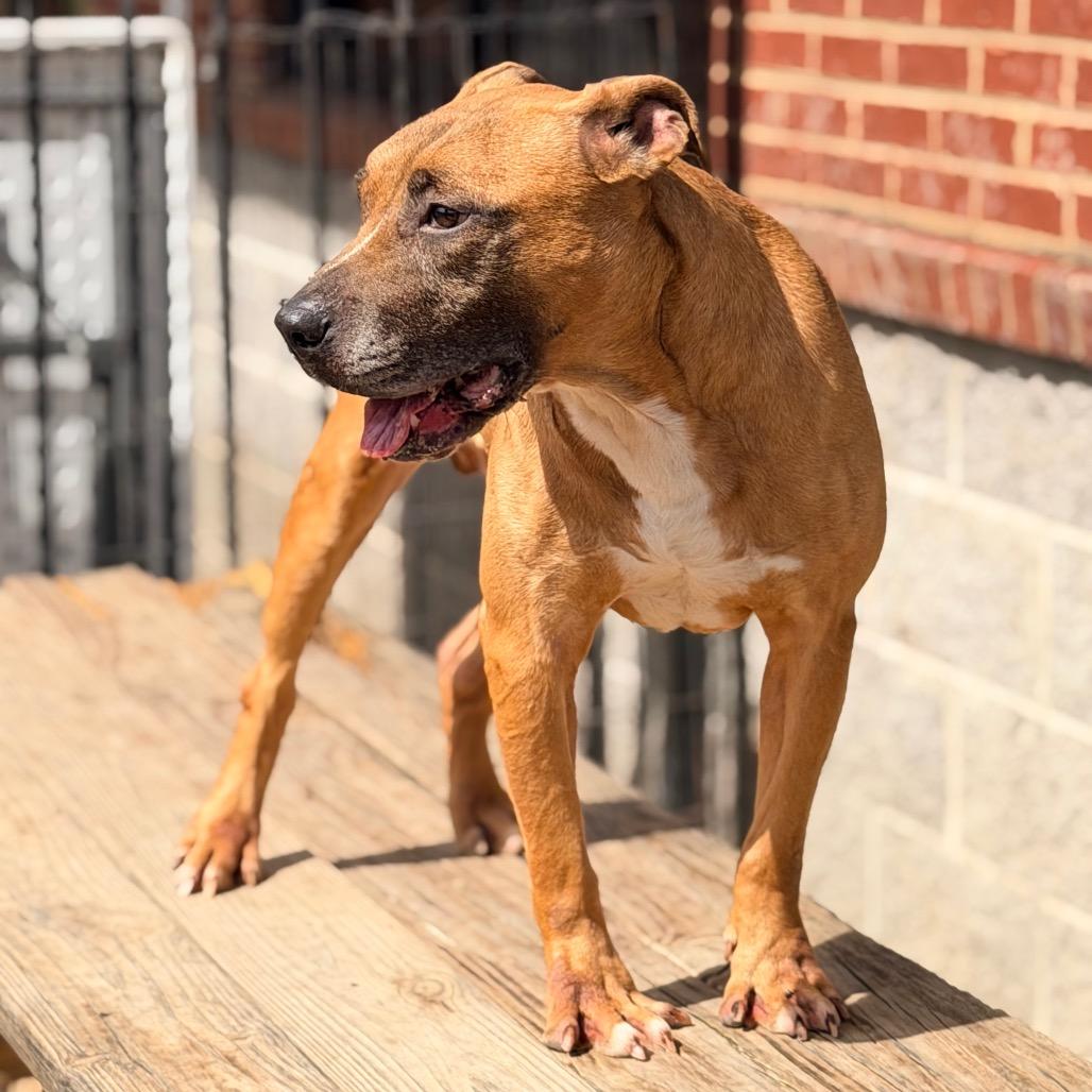 Enlarge Billy, a Adoptable mixed breed in Columbus, GA image 3/6