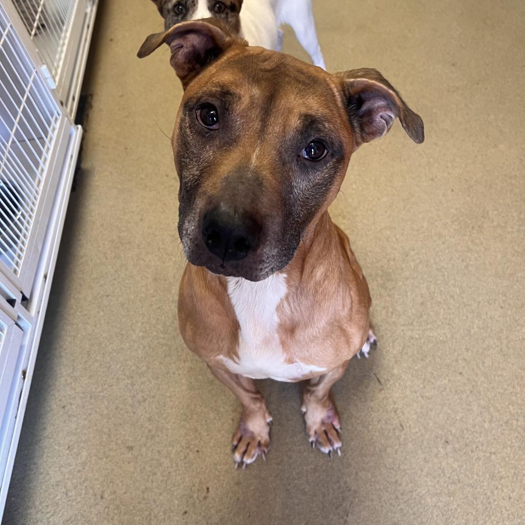 Enlarge Billy, a Adoptable mixed breed in Columbus, GA image 4/6