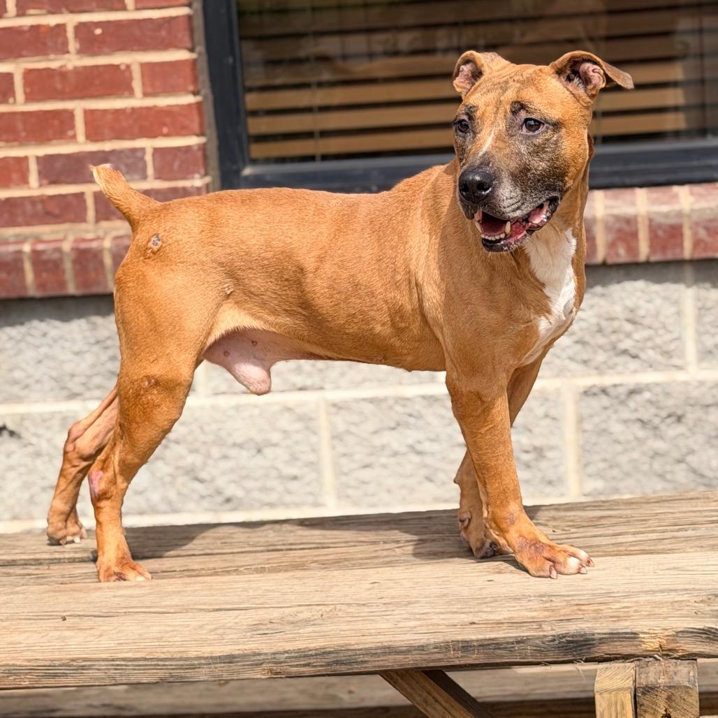Enlarge Billy, a Adoptable mixed breed in Columbus, GA image 5/6