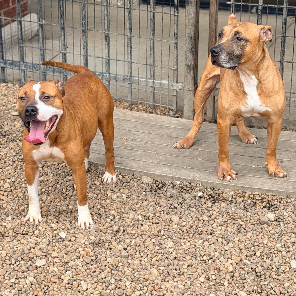 Enlarge Billy, a Adoptable mixed breed in Columbus, GA image 6/6