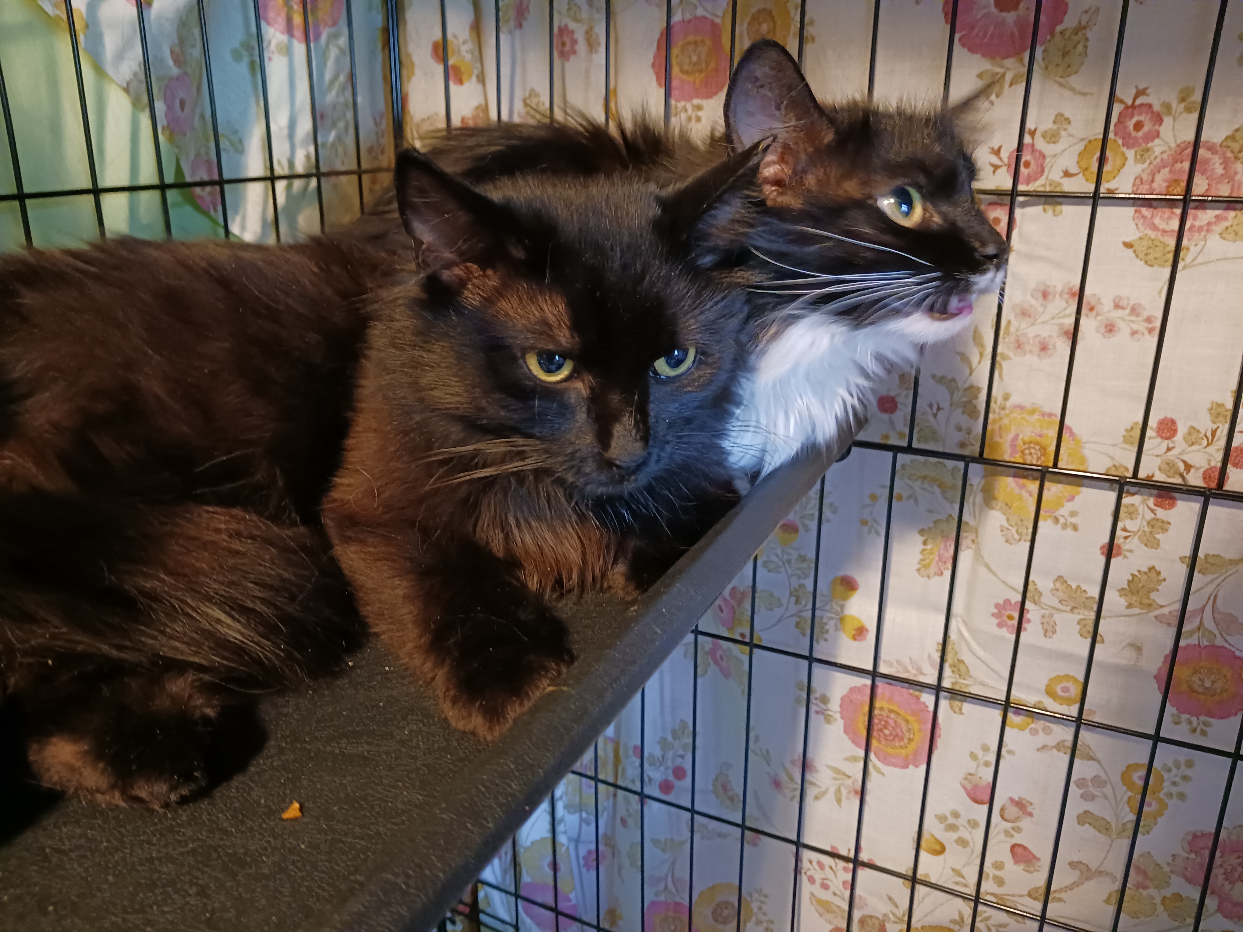 Otto, a Adoptable Domestic Long Hair in Nanticoke, PA image 3/6