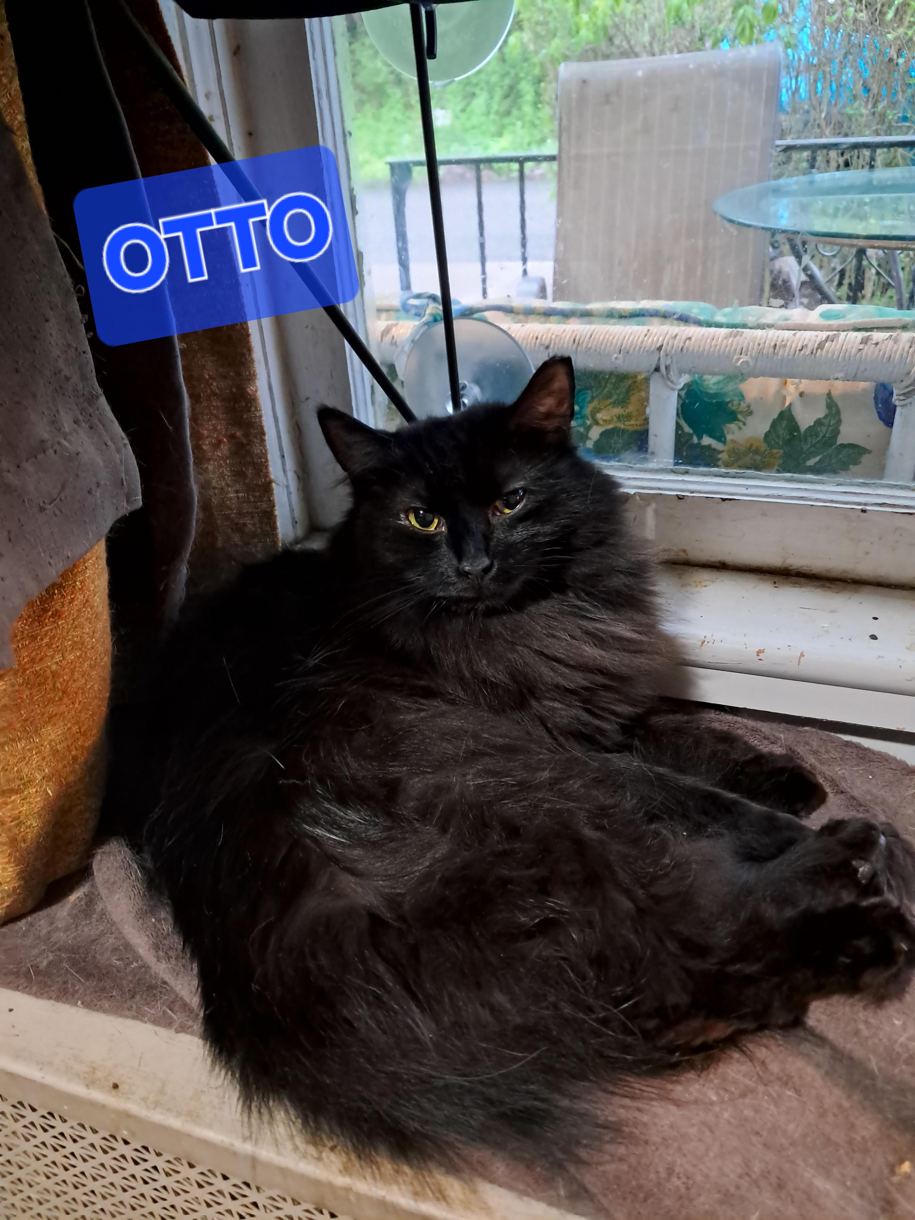 Otto, a Adoptable Domestic Long Hair in Nanticoke, PA image 1/6