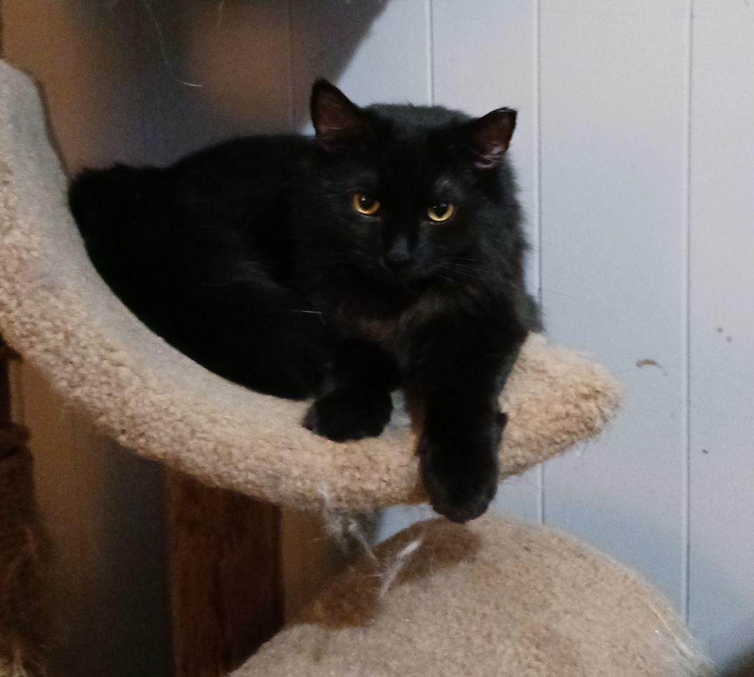 Otto, a Adoptable Domestic Long Hair in Nanticoke, PA image 4/6