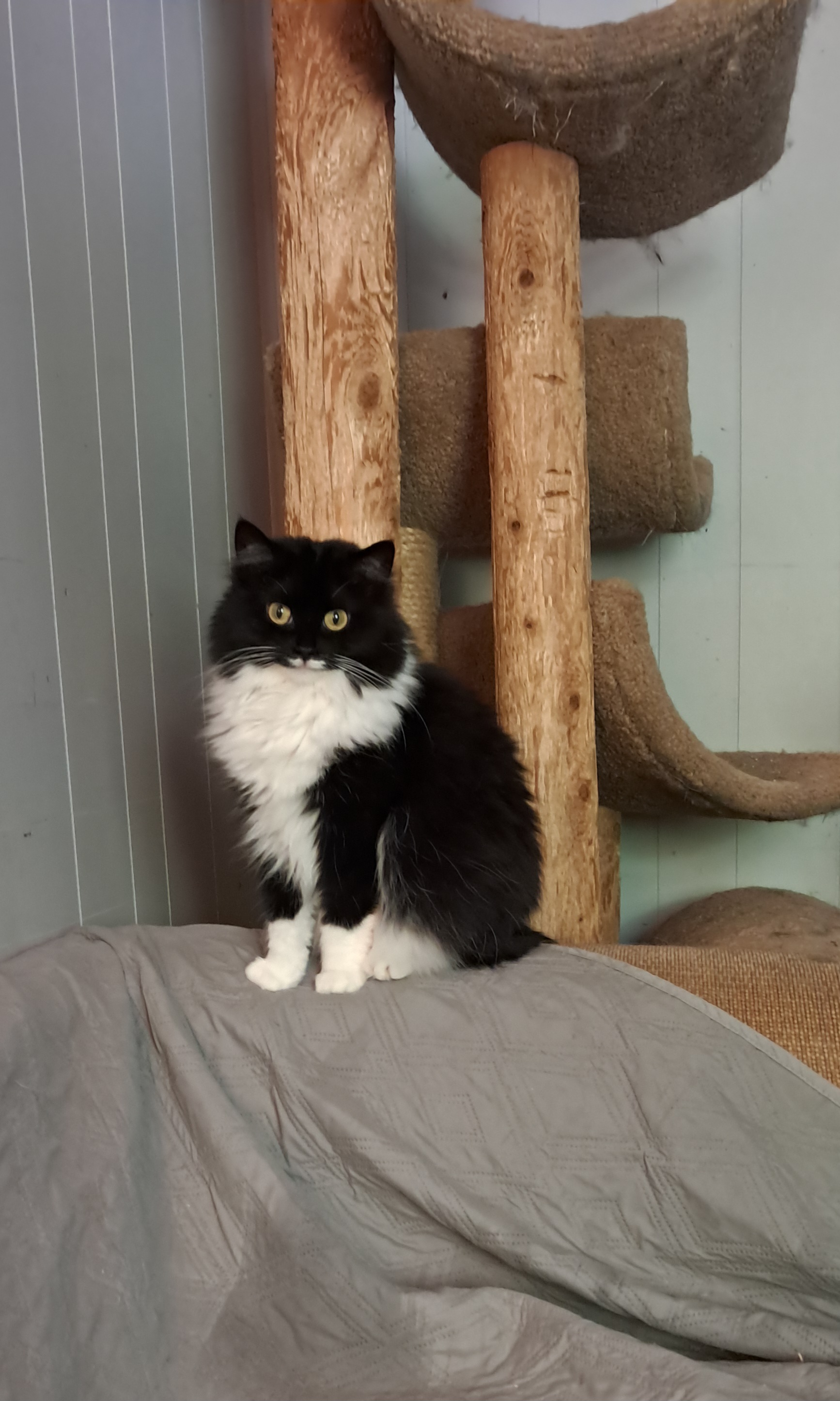 Otto, a Adoptable Domestic Long Hair in Nanticoke, PA image 5/6