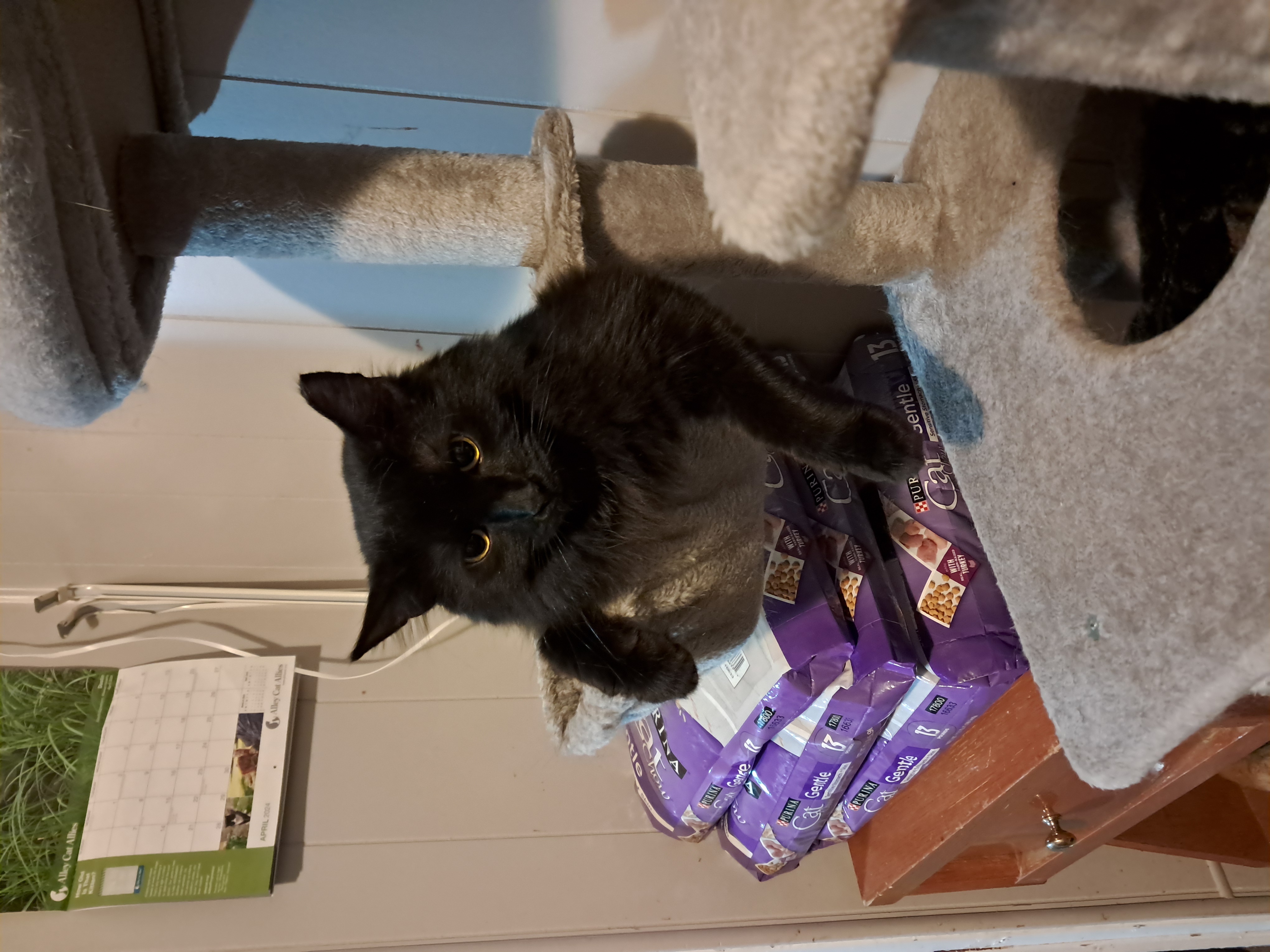 Otto, a Adoptable Domestic Long Hair in Nanticoke, PA image 6/6