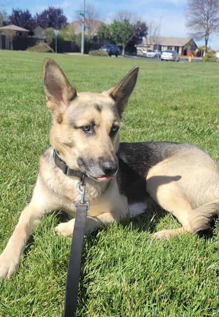 RILEY, Adoptable, Young Female German Shepherd Dog.