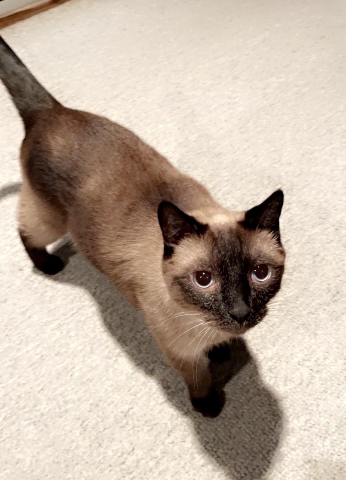 Enlarge Antonio, a ADOPTABLE Siamese in Allen, TX image 1/1