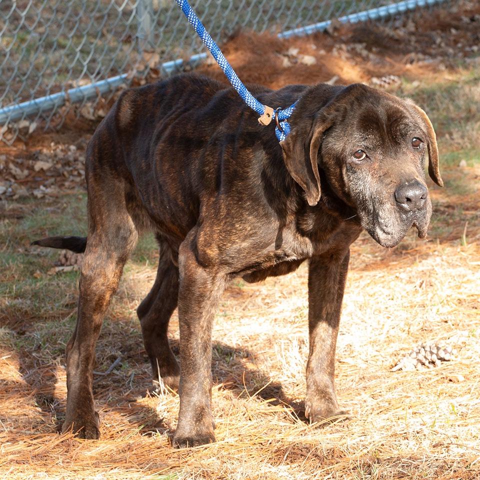 Enlarge Franklin, a Adoptable mixed breed in Troy, OH image 1/3