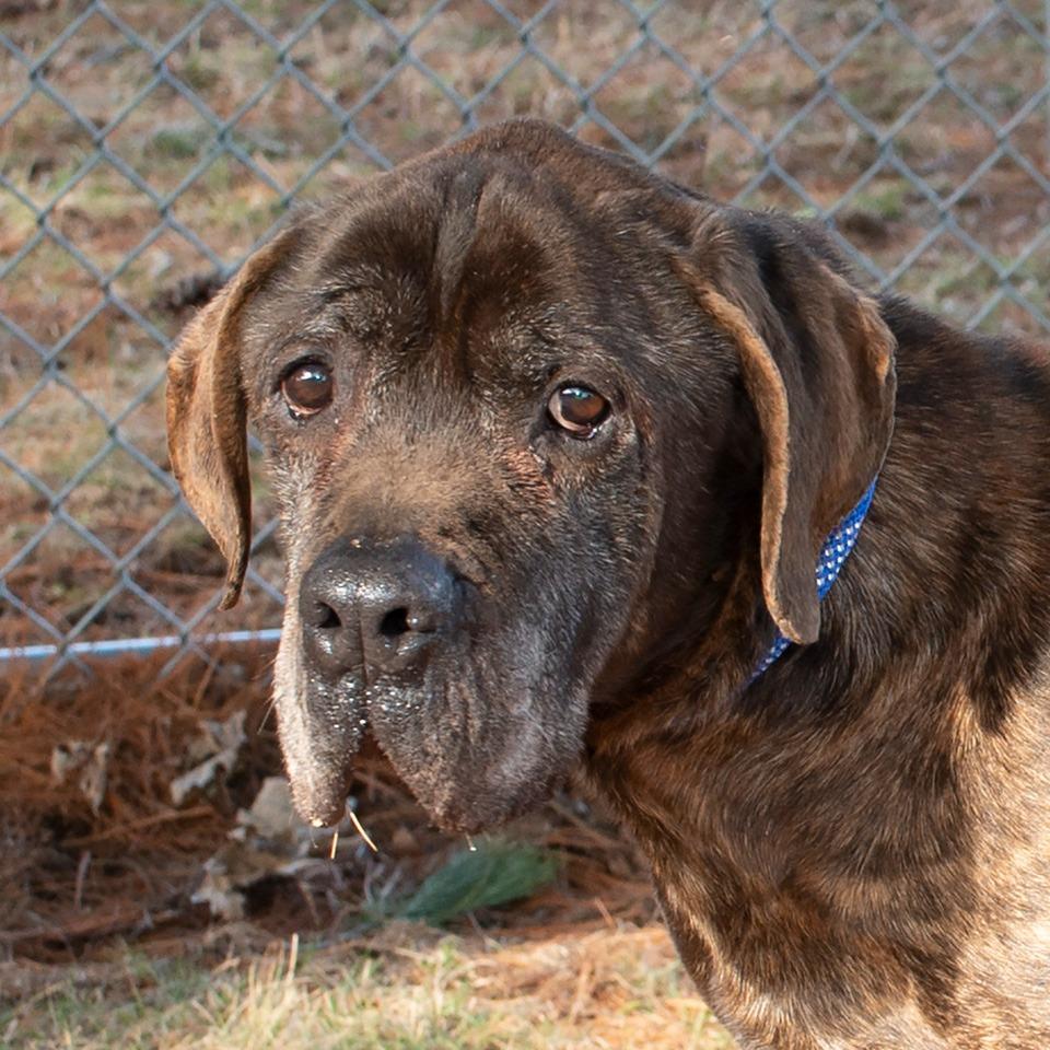 Enlarge Franklin, a Adoptable mixed breed in Troy, OH image 2/3