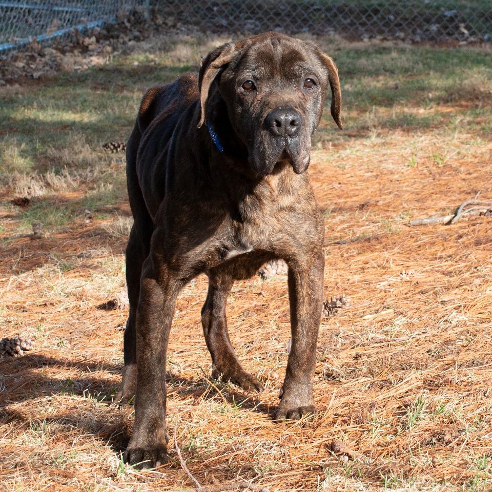 Enlarge Franklin, a Adoptable mixed breed in Troy, OH image 3/3