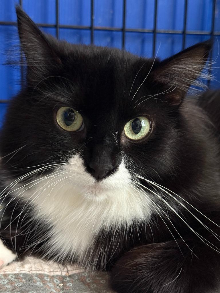 Enlarge Bella, a Adoptable mixed breed in Palmer, AK image 1/3