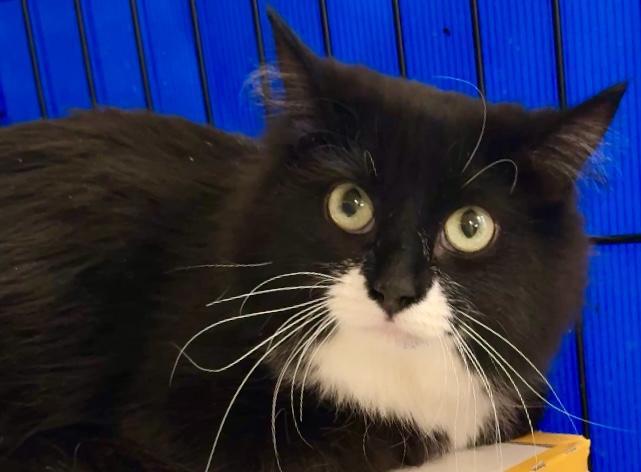 Bella — thumbnail 2