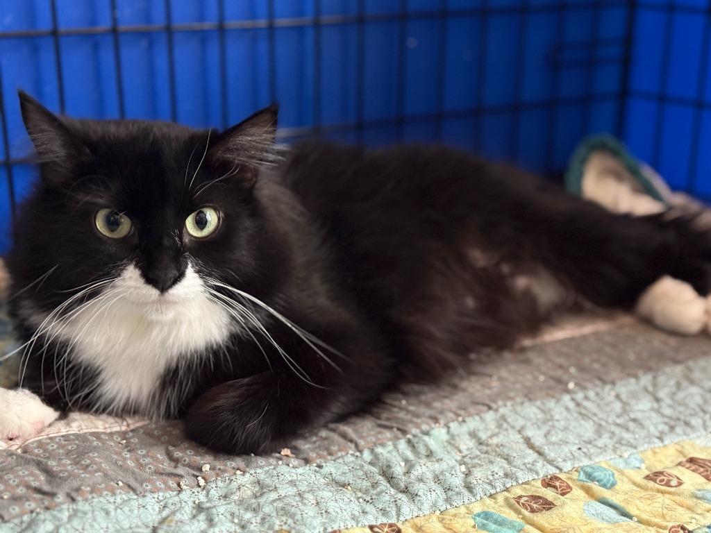 Enlarge Bella, a Adoptable mixed breed in Palmer, AK image 3/3