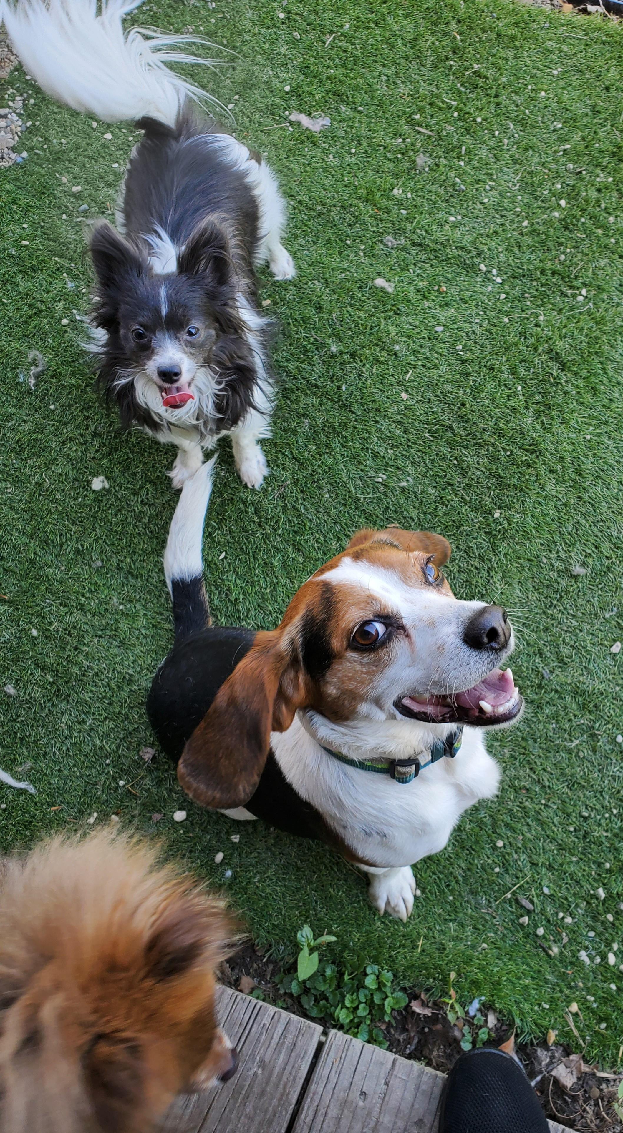 Enlarge BEAGLE BUDDY, a Adoptable Beagle in Marion, IN image 3/3