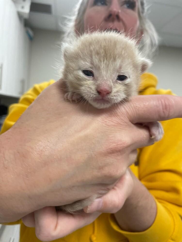 Pretty Patches kitten #3 (orange male), Adoptable, Kitten Female Domestic Short Hair.